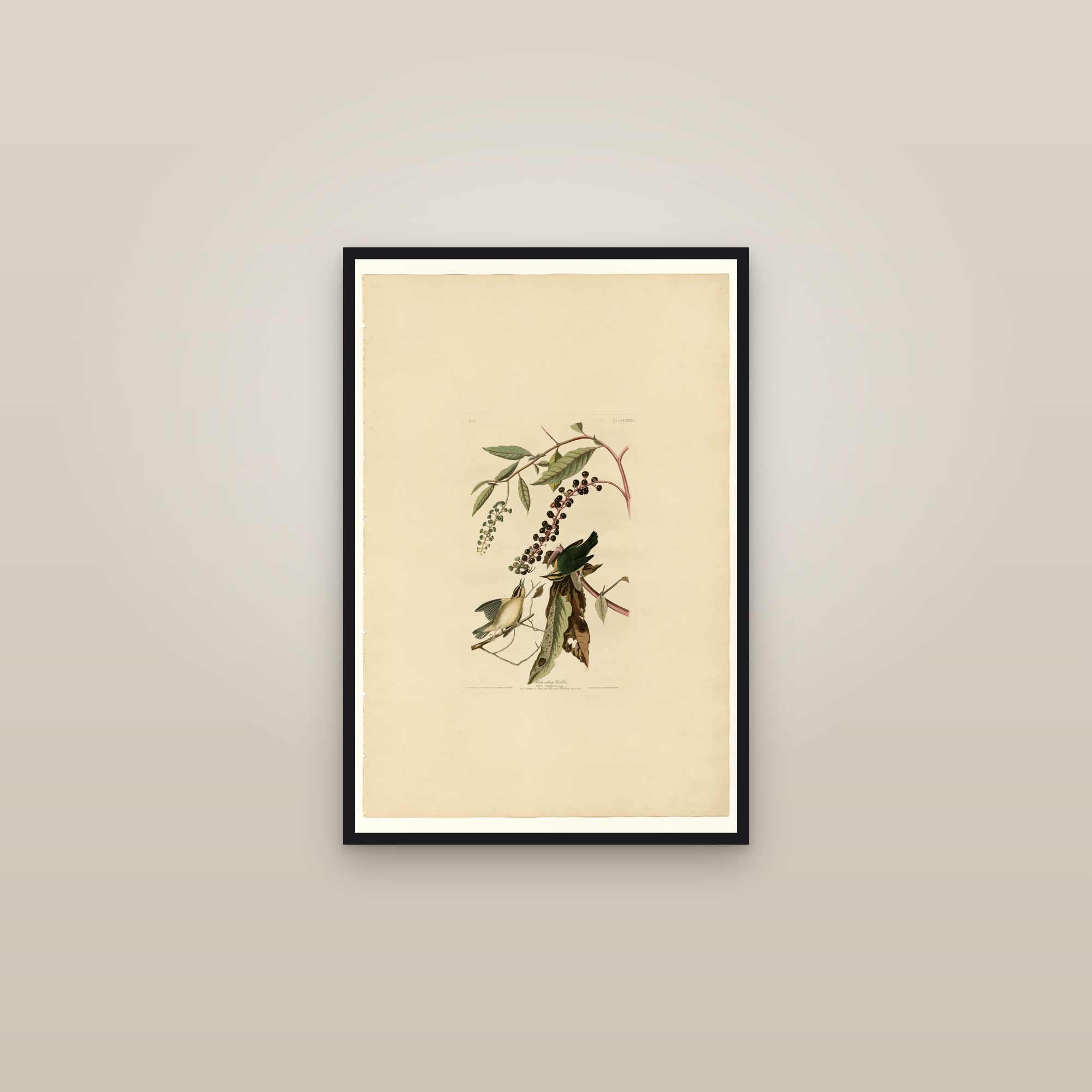 Worm eating Warbler — framed in a gallery setting