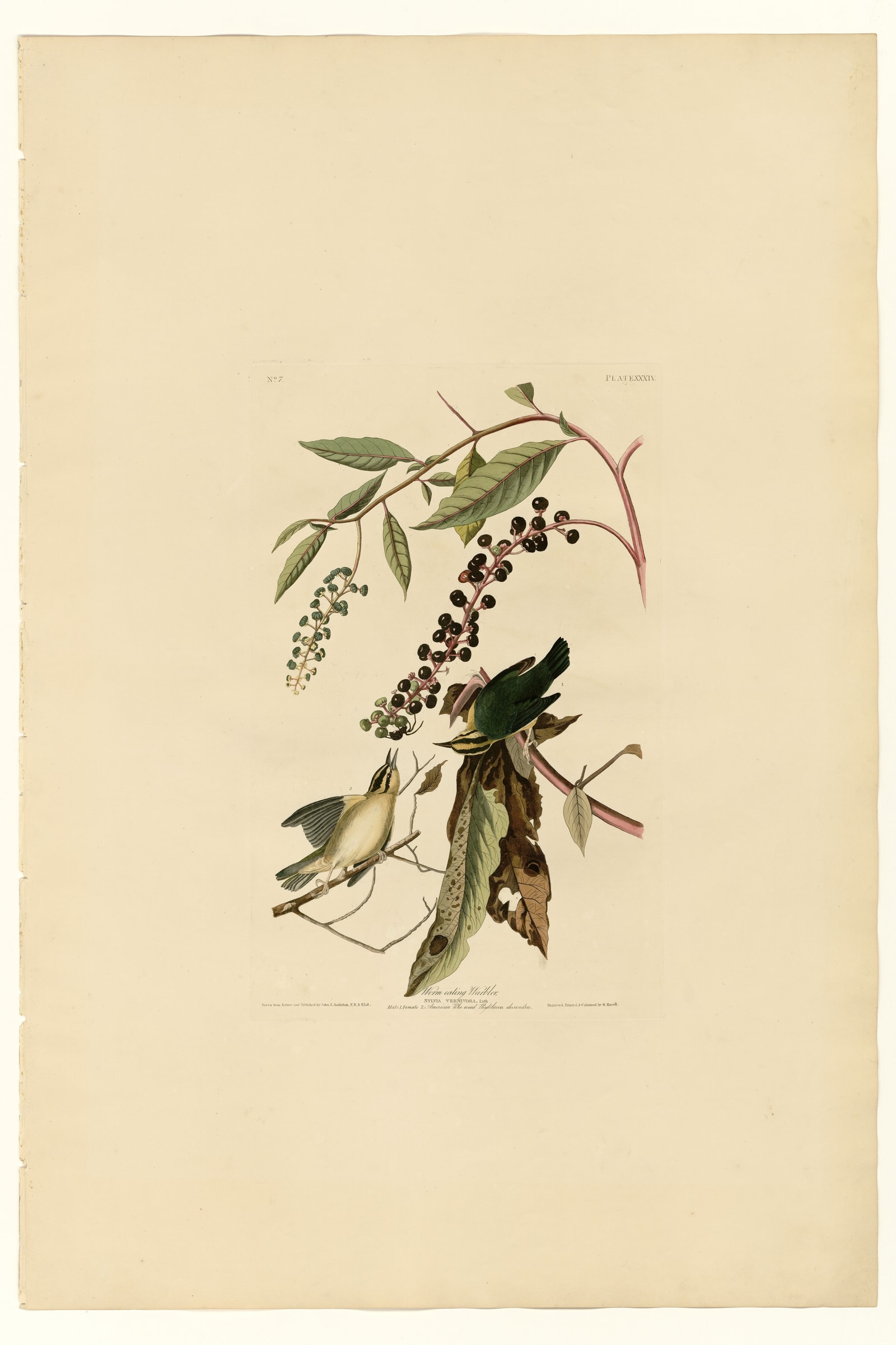 Worm eating Warbler