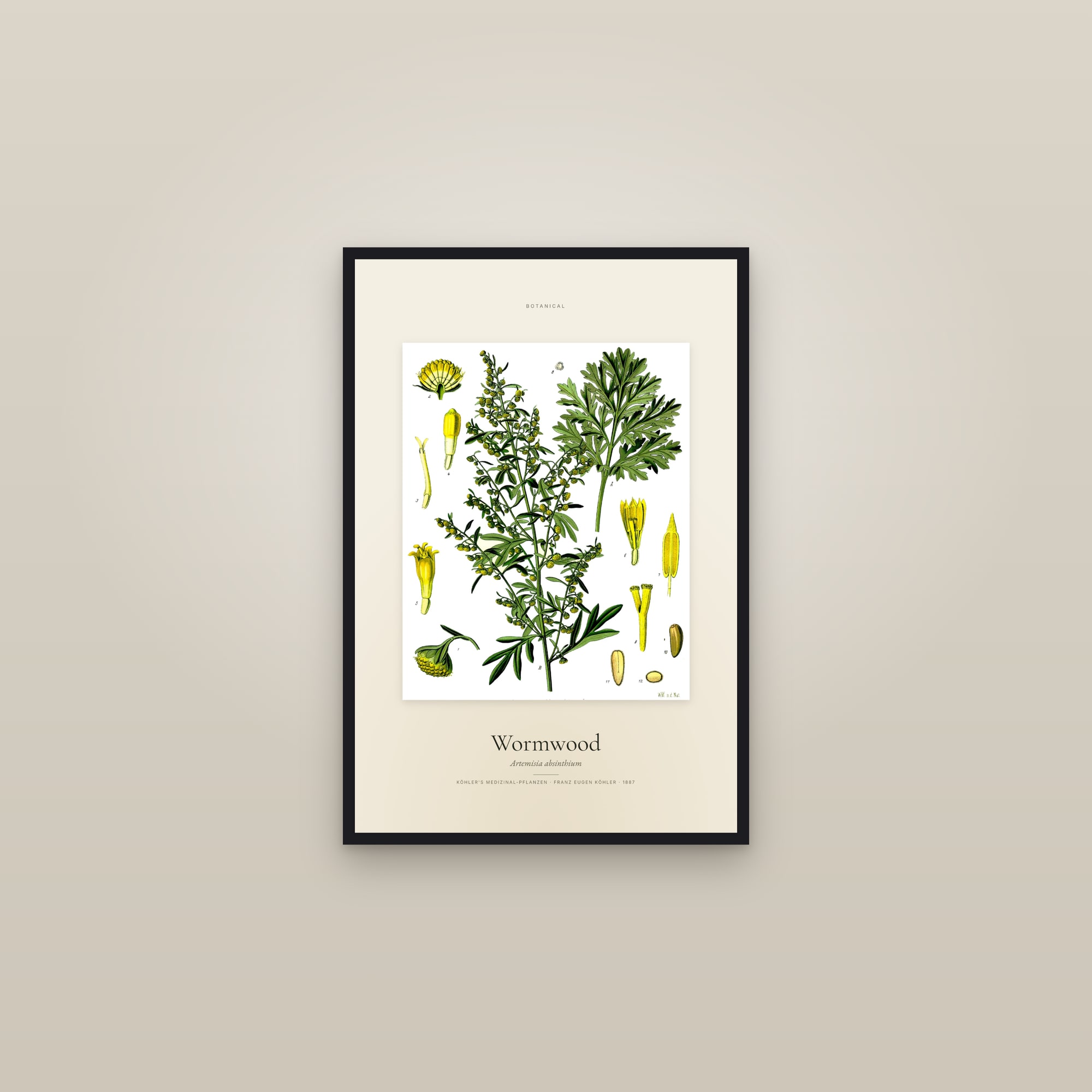 Wormwood — Specimen