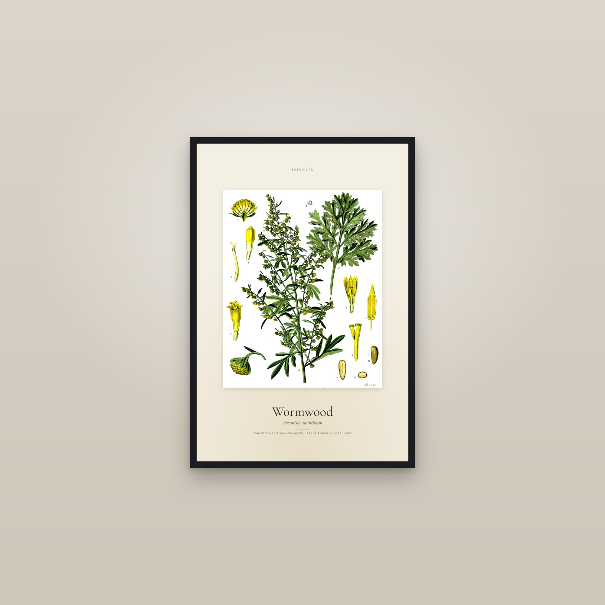 Wormwood (Köhler) — Specimen — framed in a gallery setting