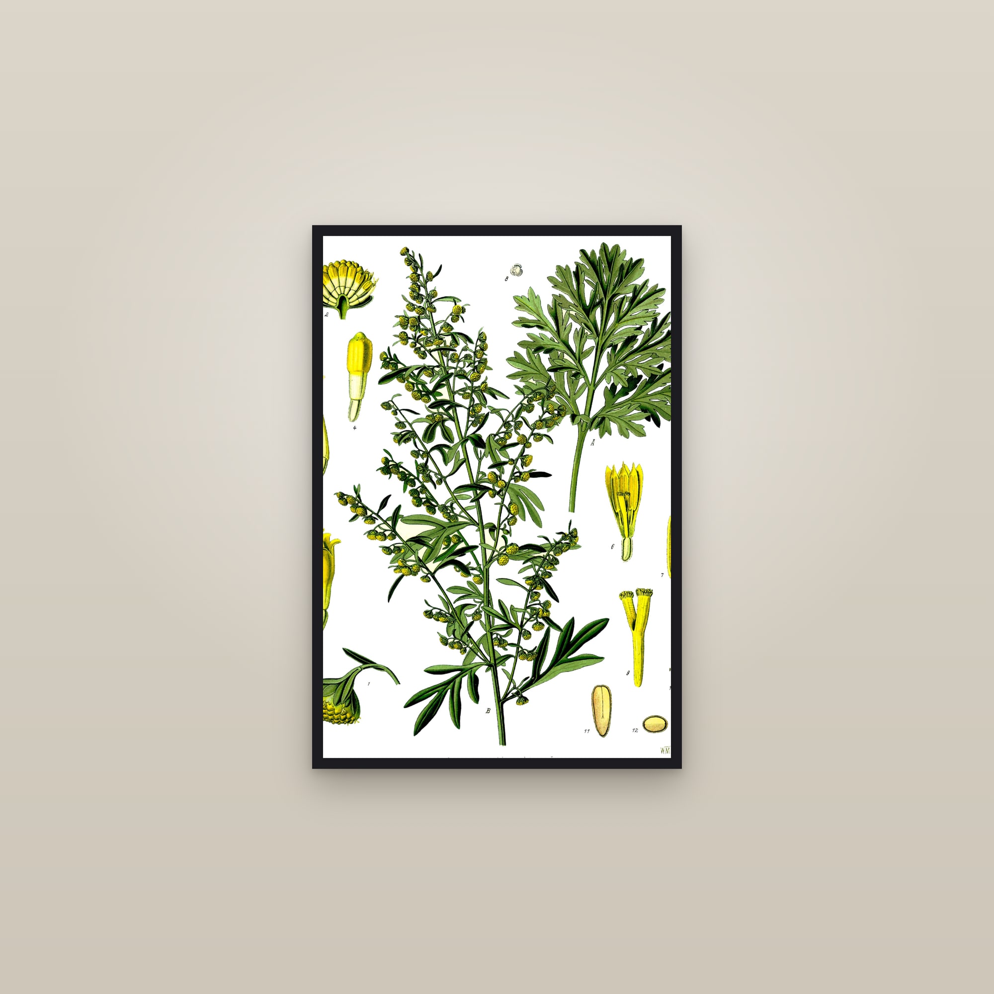 Wormwood (Köhler) — framed in a gallery setting