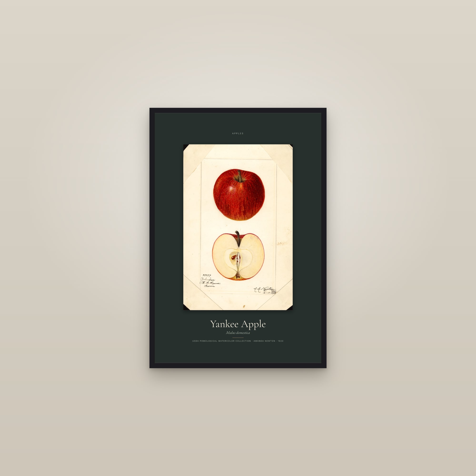 Yankee Apple — Specimen — framed in a gallery setting