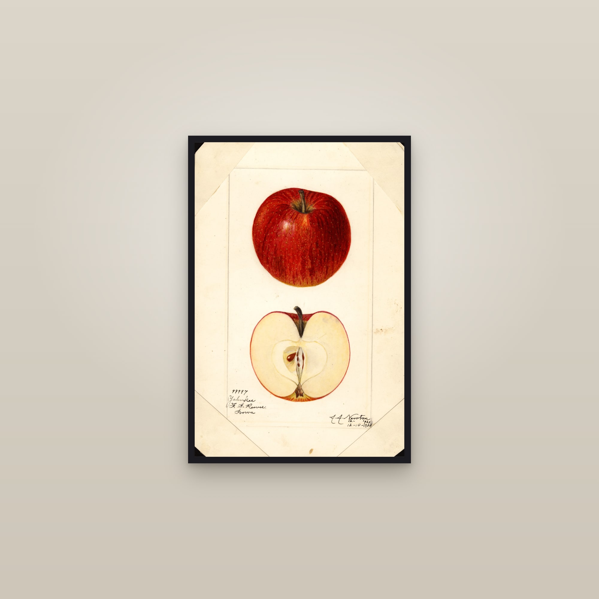 Yankee Apple — framed in a gallery setting