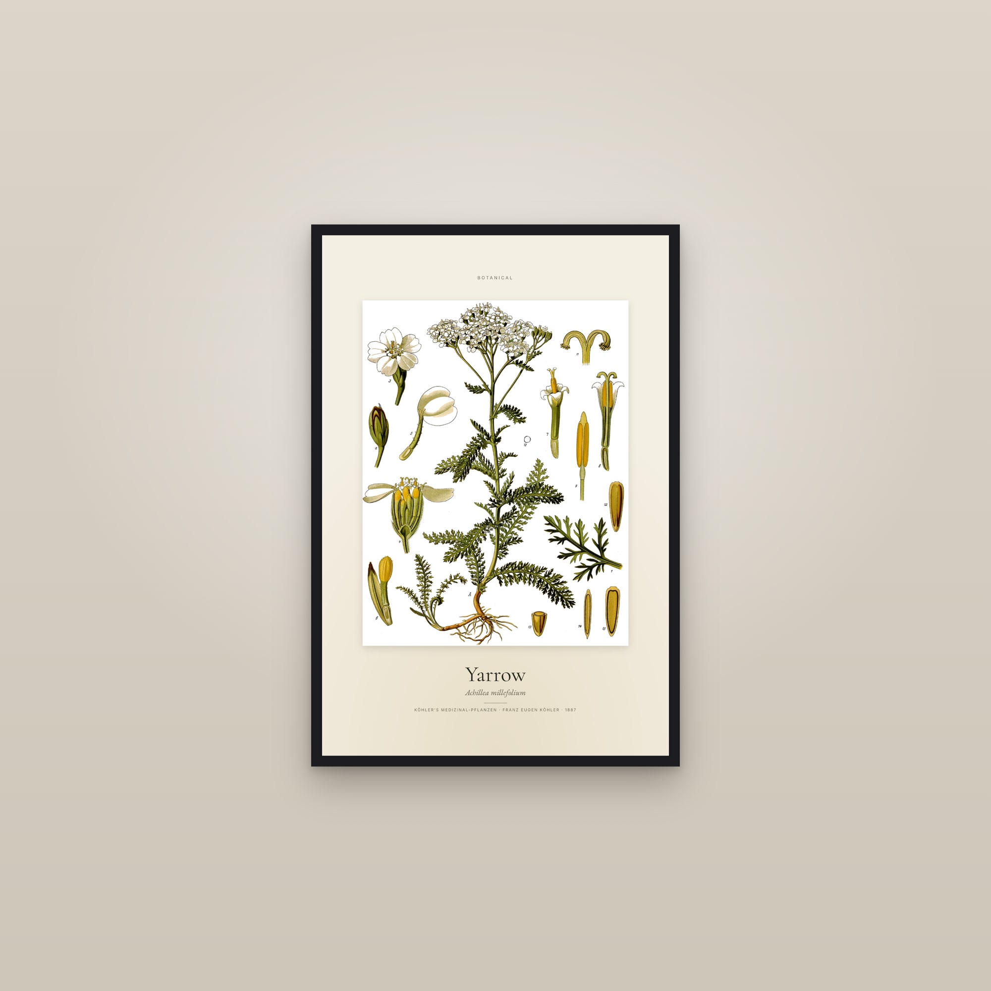 Yarrow (Köhler) — Specimen — framed in a gallery setting