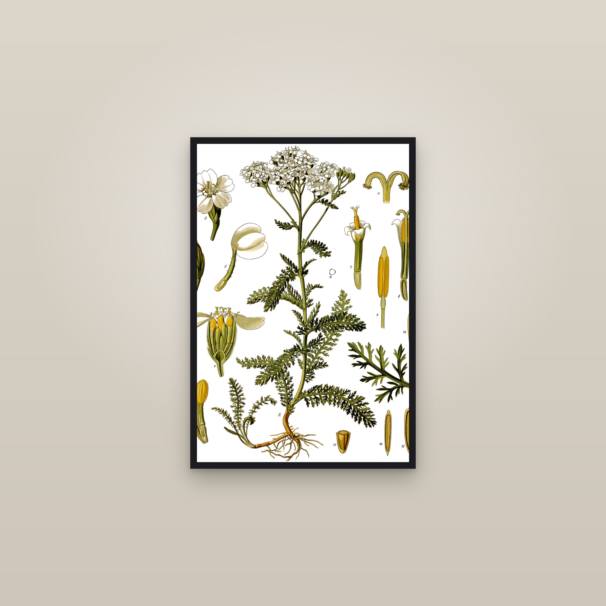 Yarrow (Köhler) — framed in a gallery setting