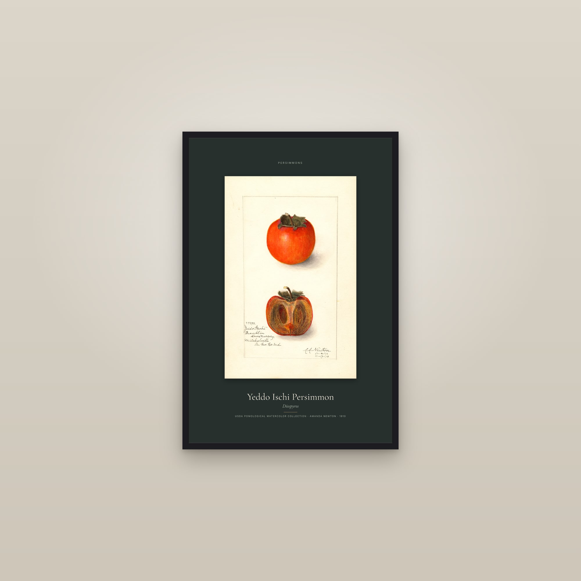 Yeddo Ischi Persimmon — Specimen — framed in a gallery setting