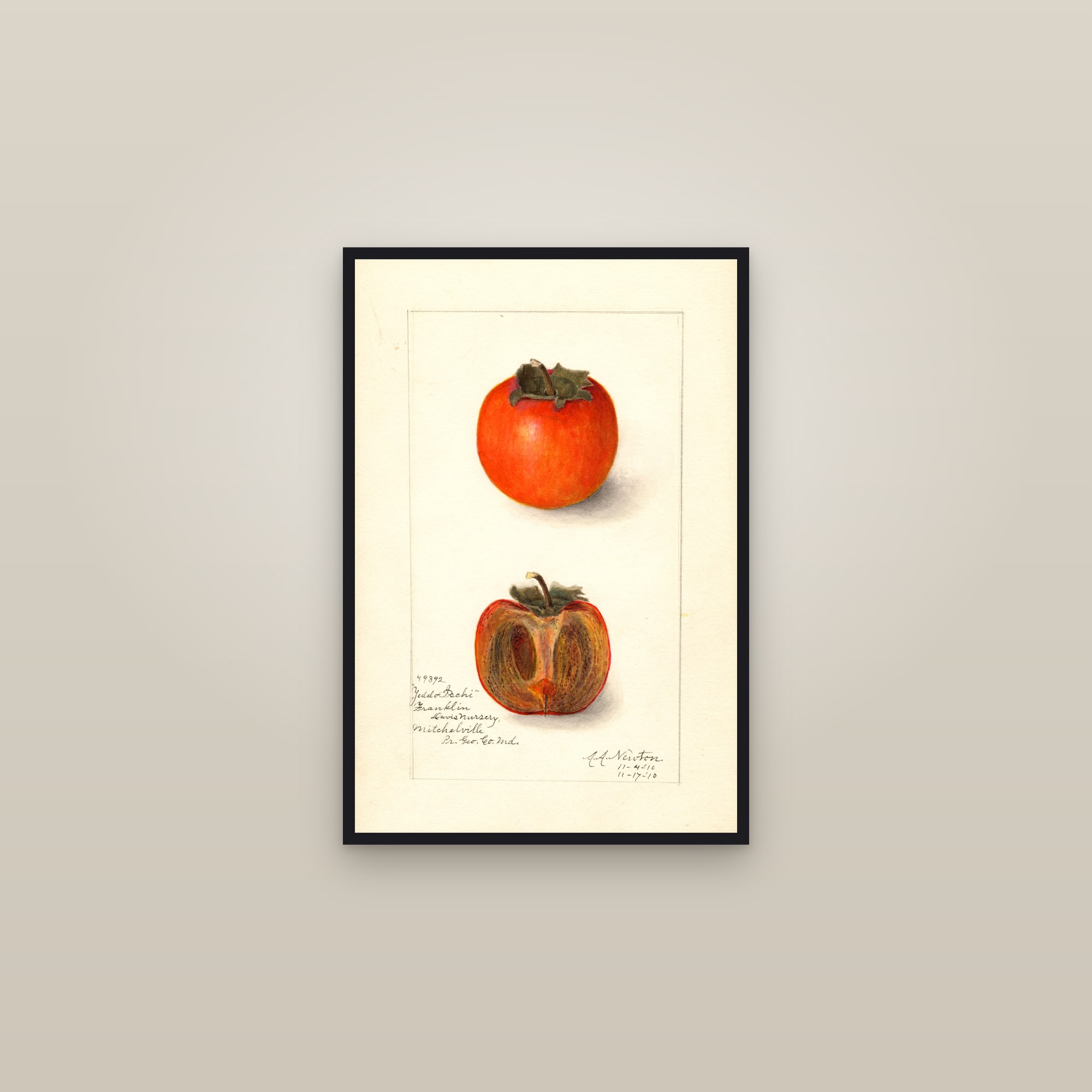 Yeddo Ischi Persimmon — framed in a gallery setting