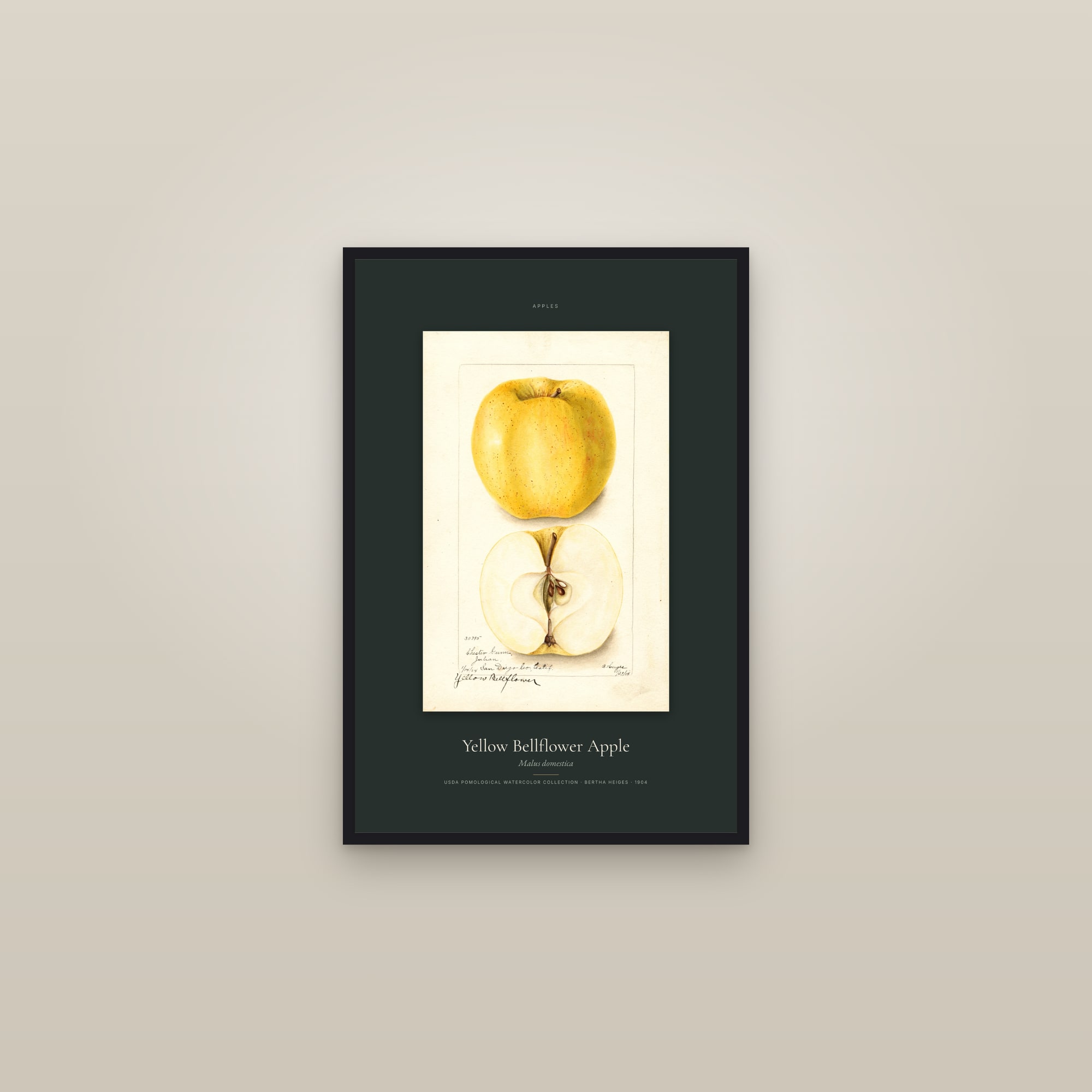 Yellow Bellflower Apple — Specimen — framed in a gallery setting