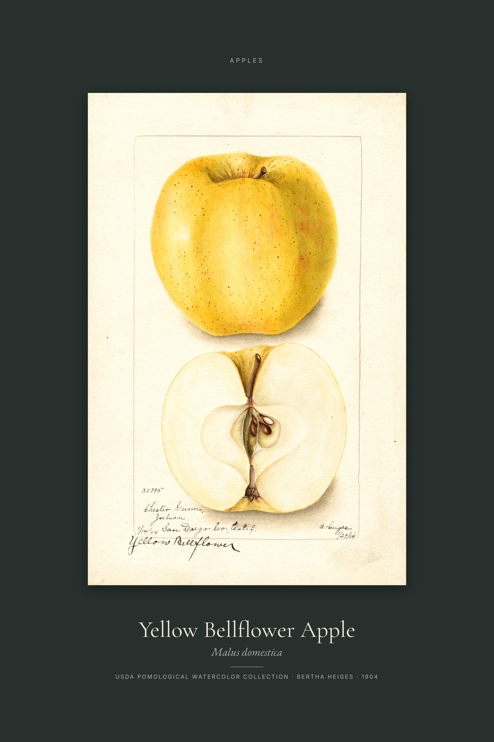 Yellow Bellflower Apple — Specimen