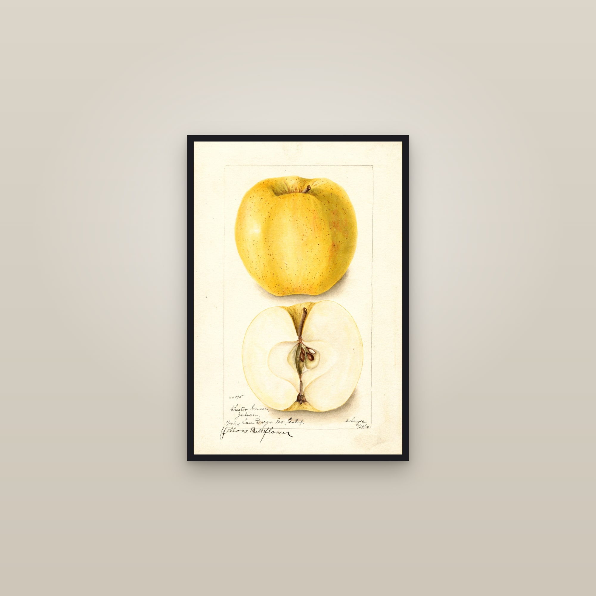 Yellow Bellflower Apple — framed in a gallery setting
