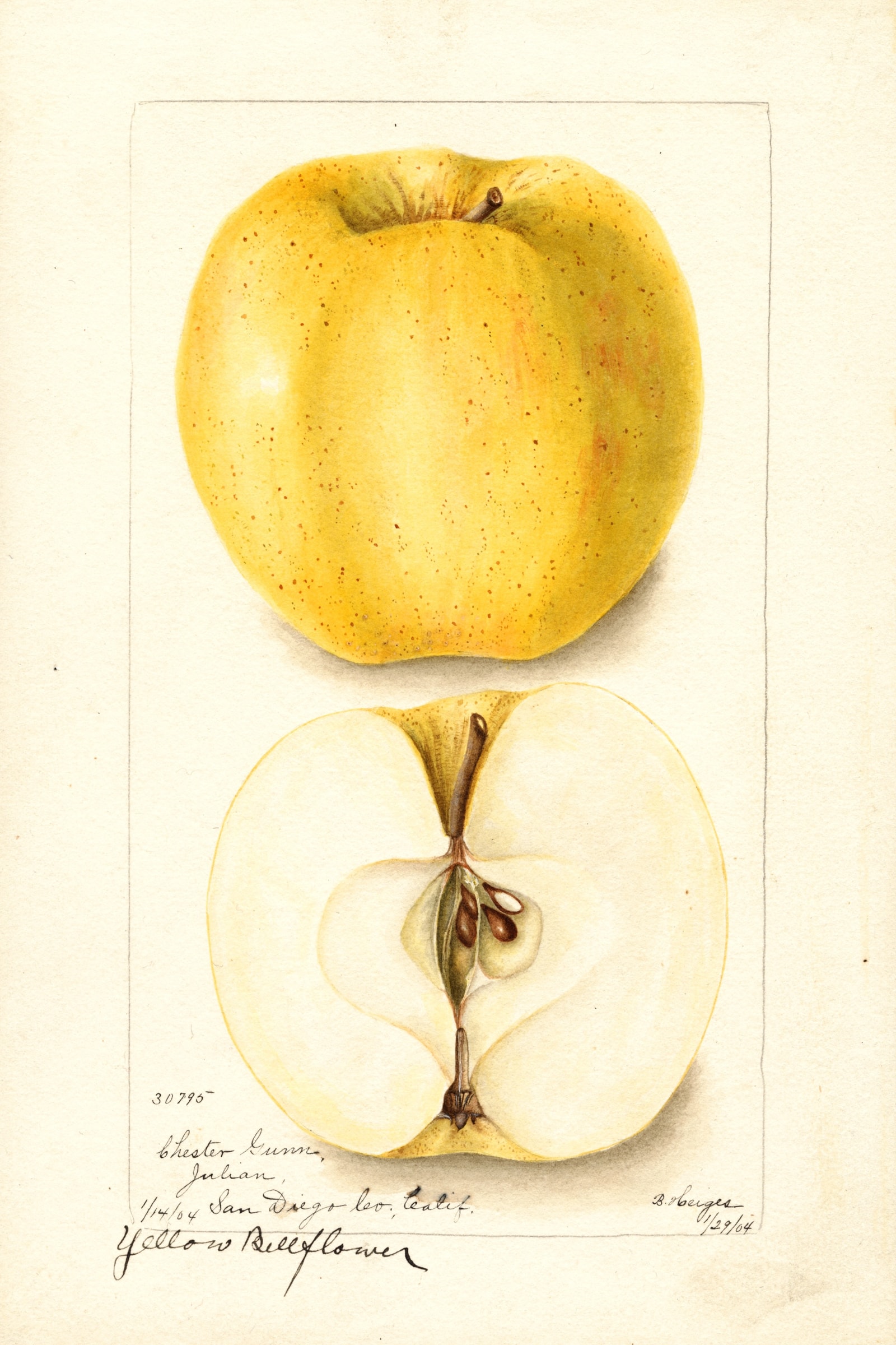 Yellow Bellflower Apple
