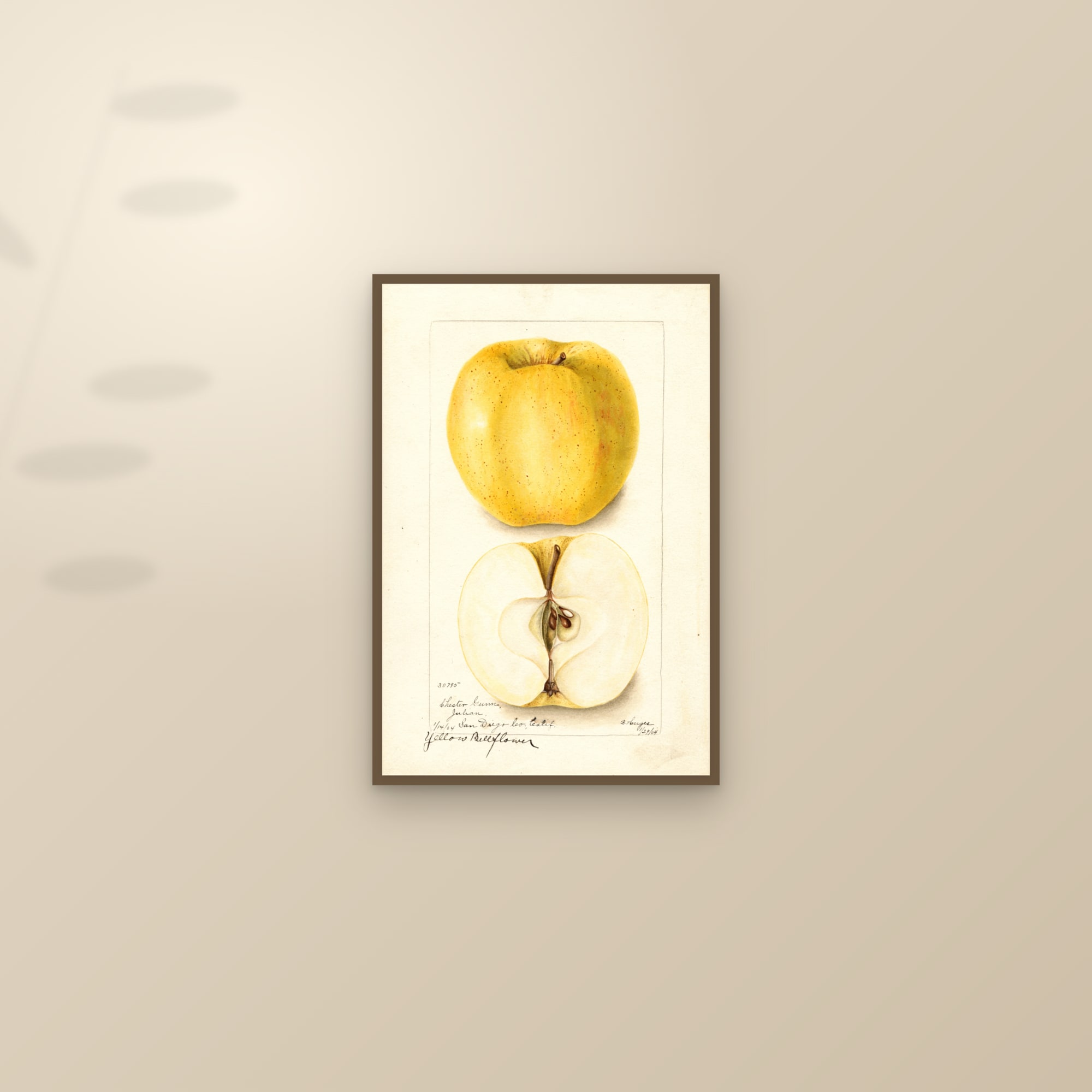 Yellow Bellflower Apple — framed and styled on a sunlit wall