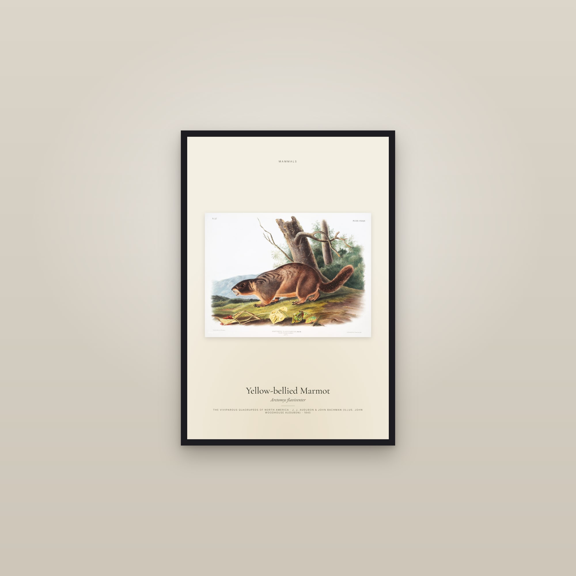 Yellow-bellied Marmot — framed in a gallery setting