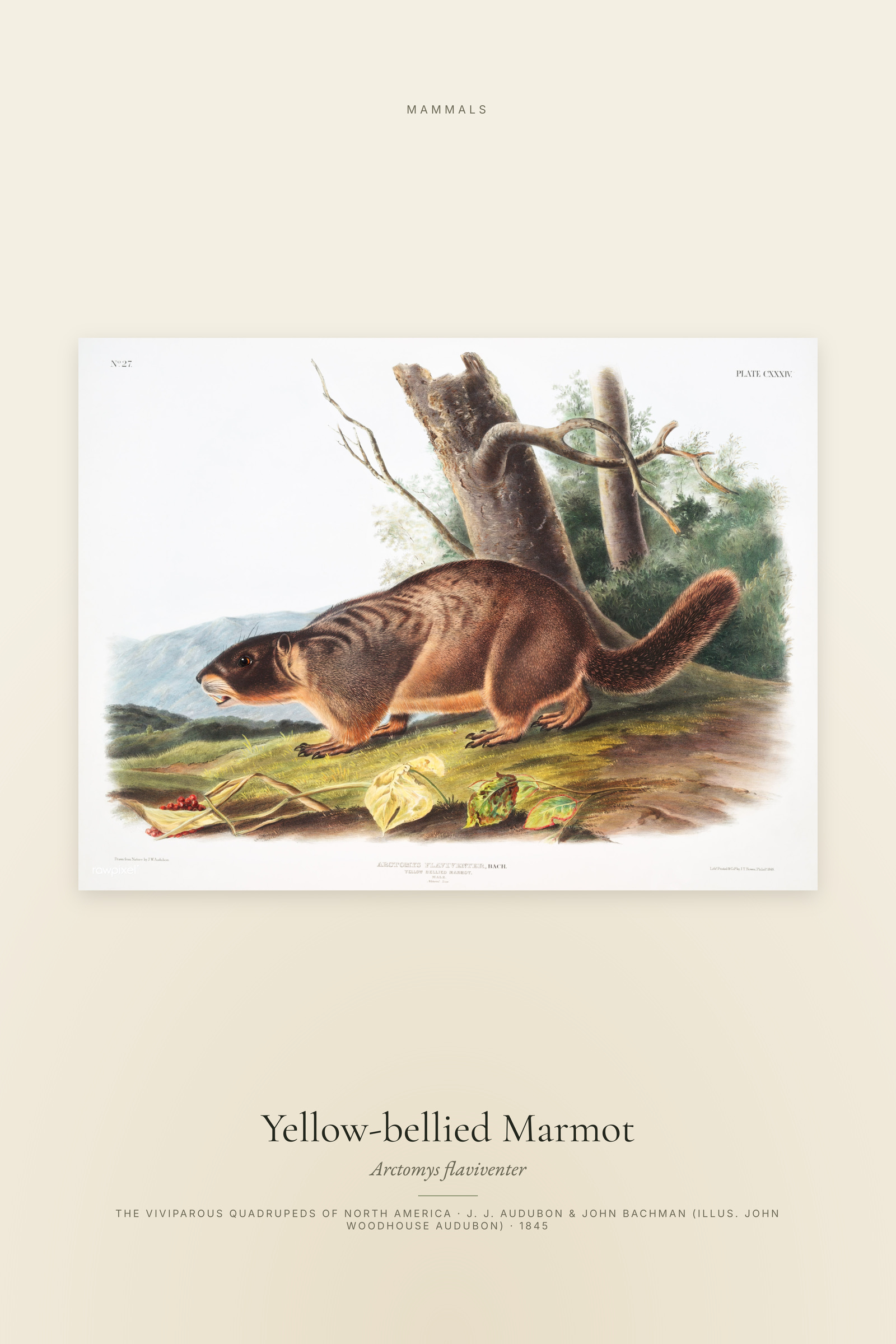 Yellow-bellied Marmot