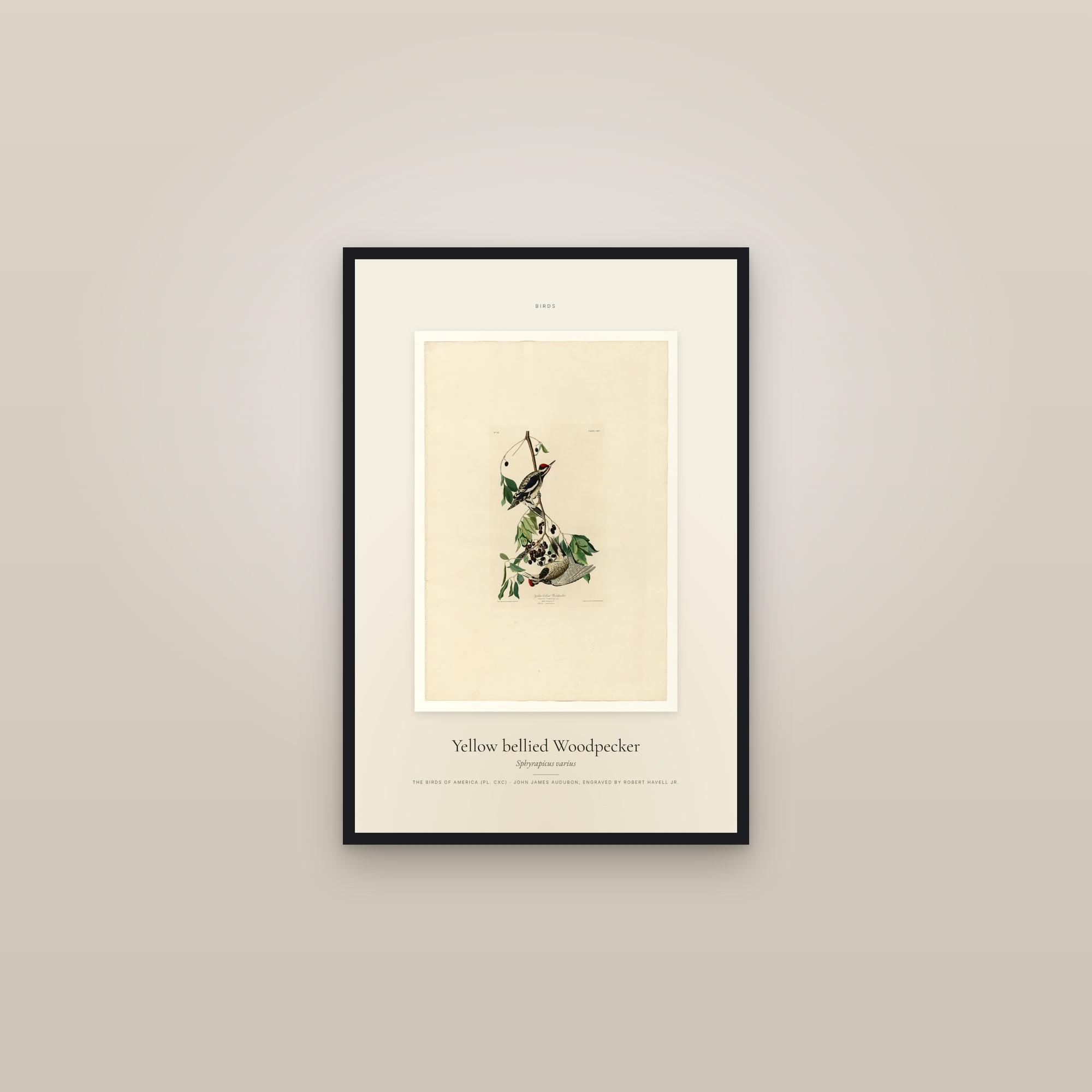 Yellow bellied Woodpecker — Specimen — framed in a gallery setting