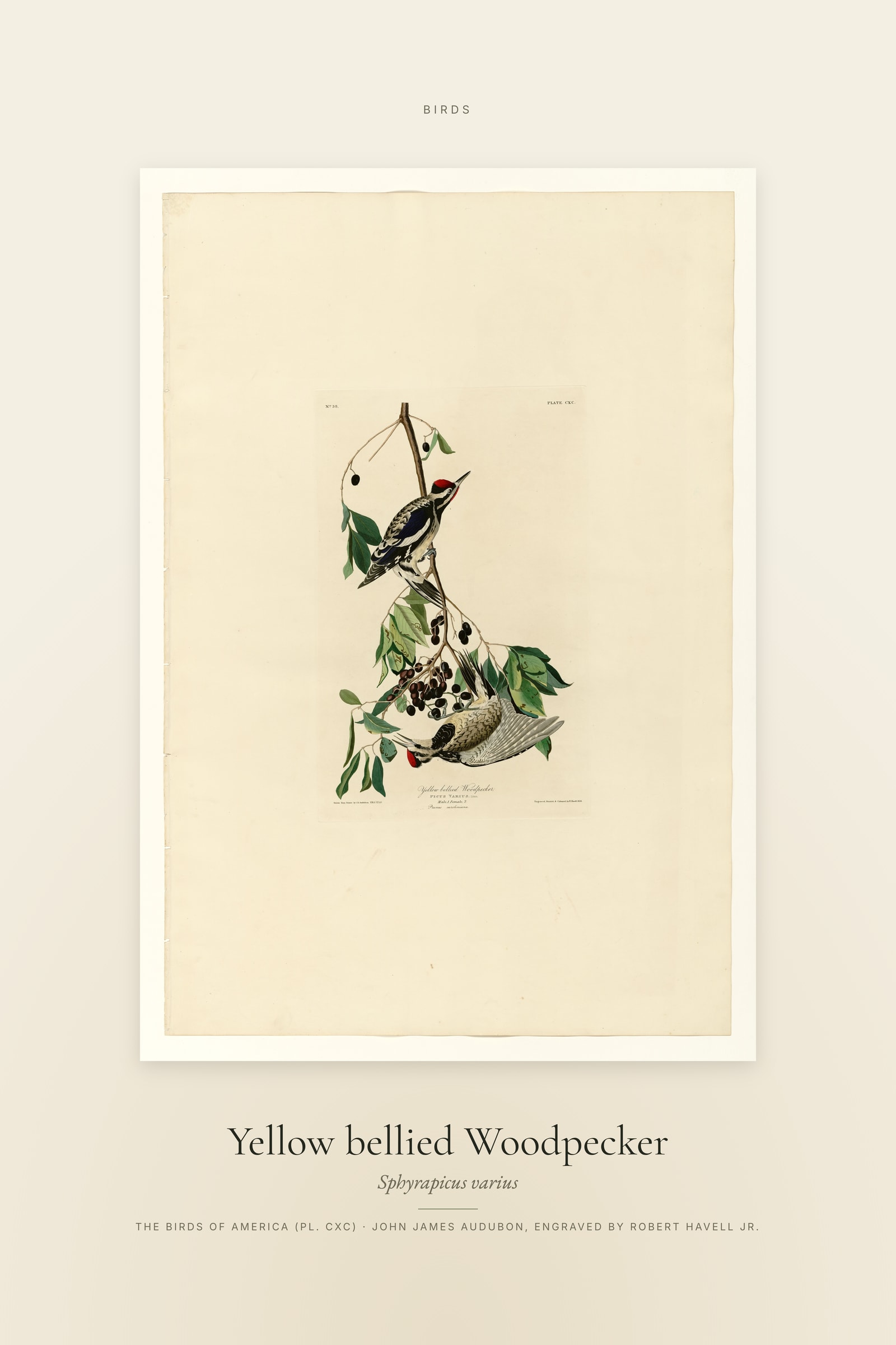 Yellow bellied Woodpecker — Specimen