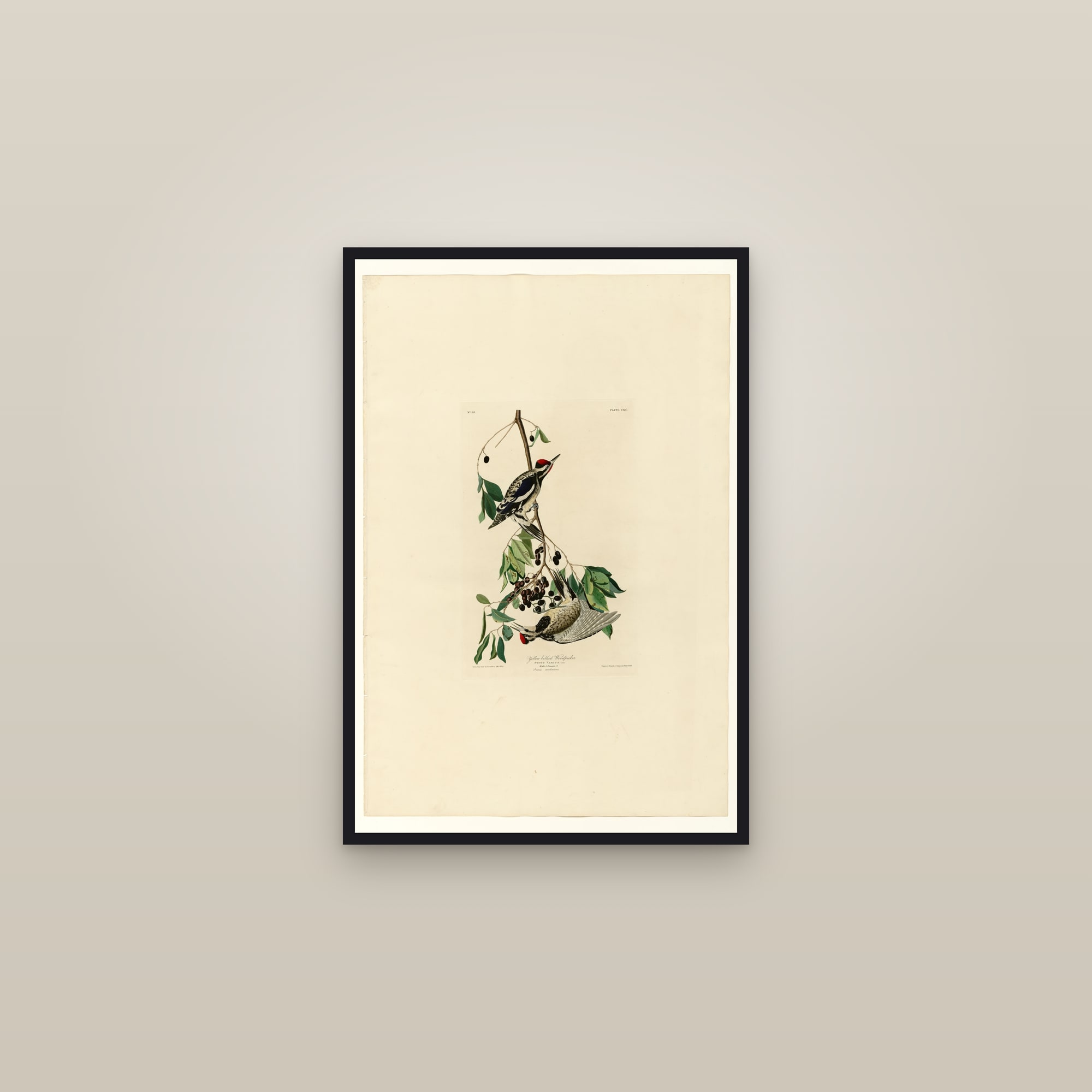 Yellow bellied Woodpecker — framed in a gallery setting