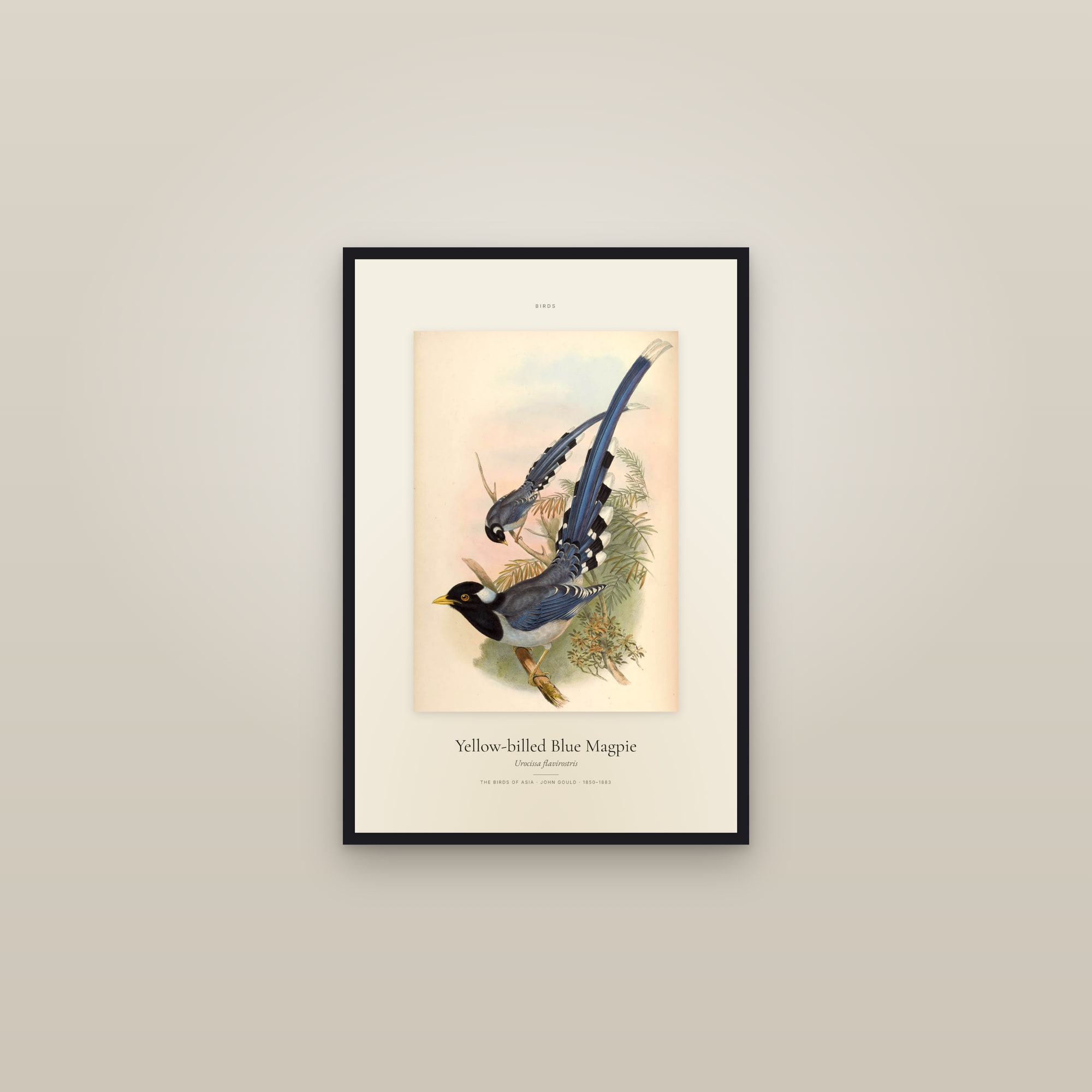 Yellow-billed Blue Magpie — Specimen — framed in a gallery setting