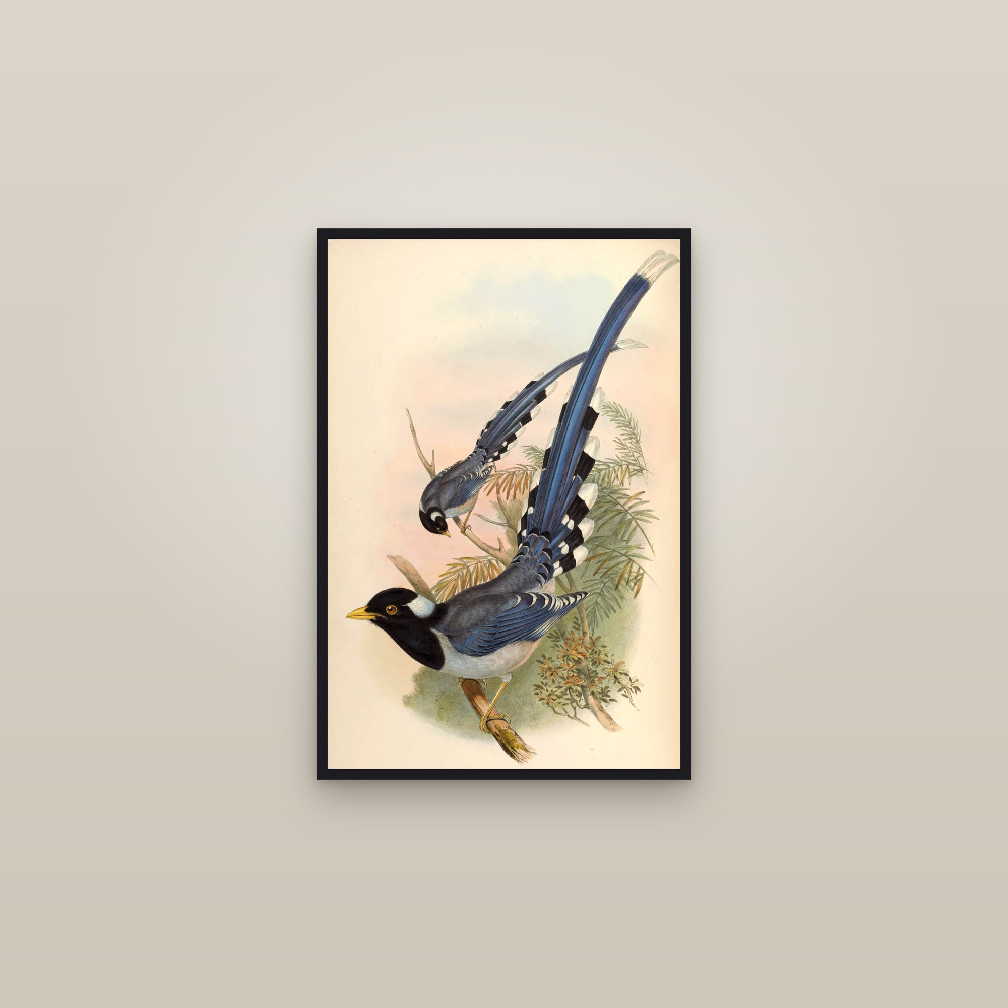 Yellow-billed Blue Magpie — framed in a gallery setting