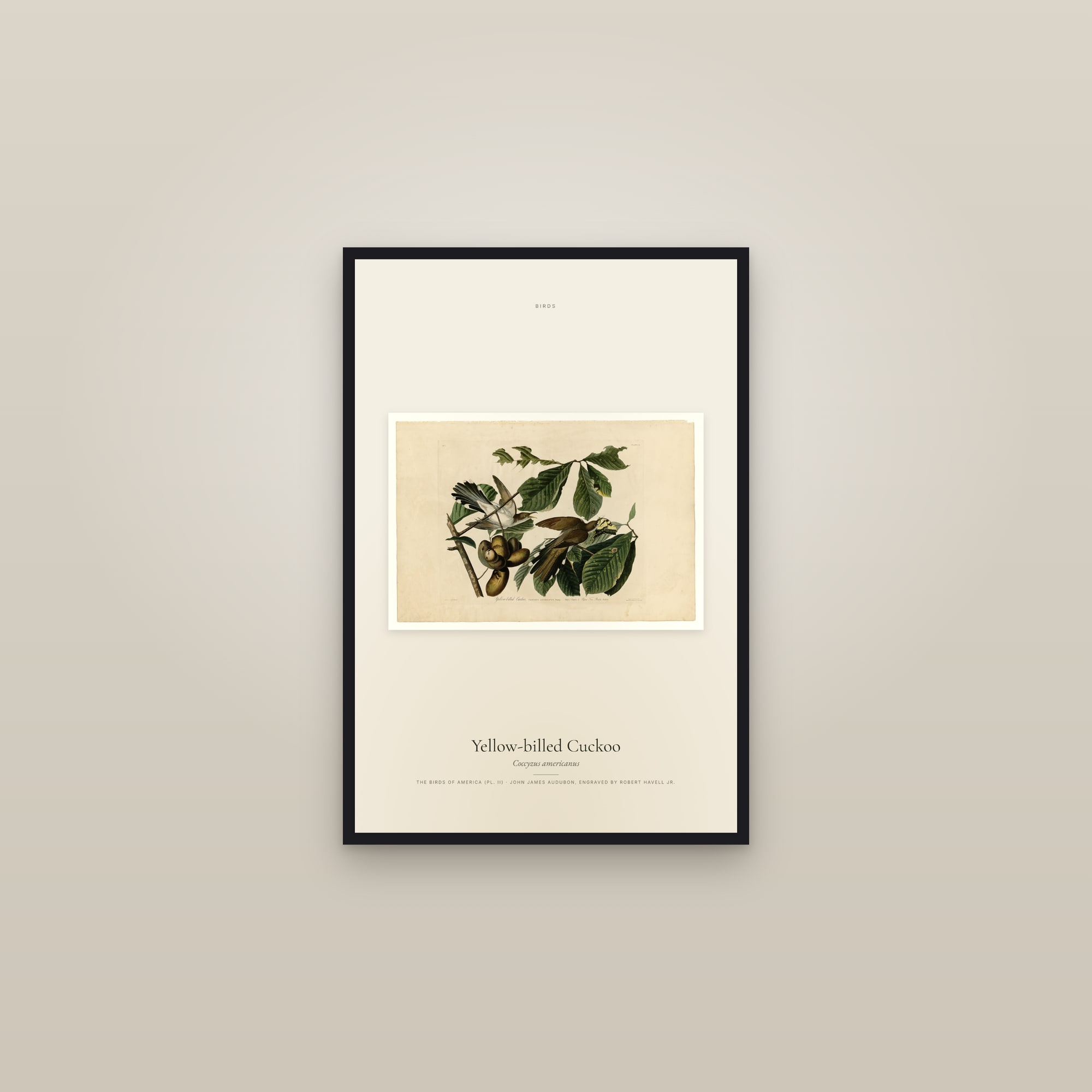 Yellow-billed Cuckoo — framed in a gallery setting