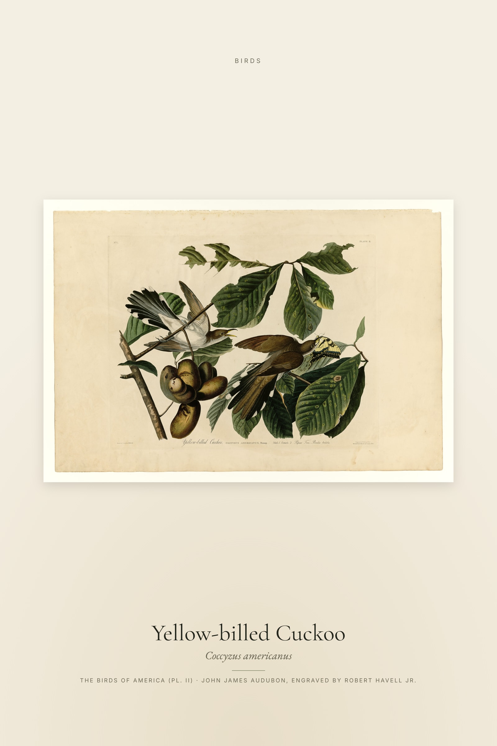 Yellow-billed Cuckoo