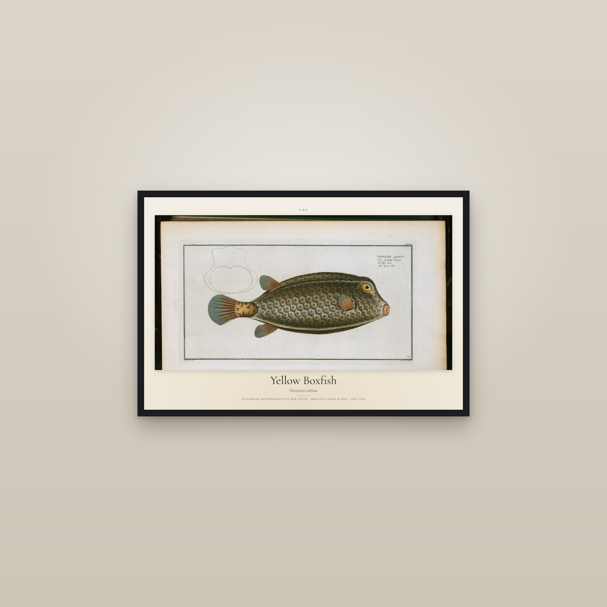 Yellow Boxfish — framed in a gallery setting