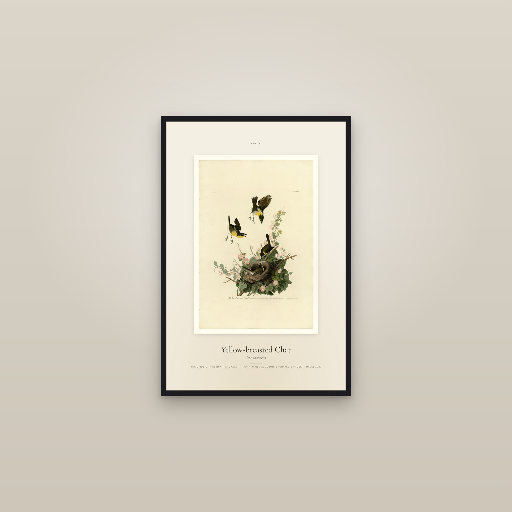 Yellow-breasted Chat — Specimen — framed in a gallery setting