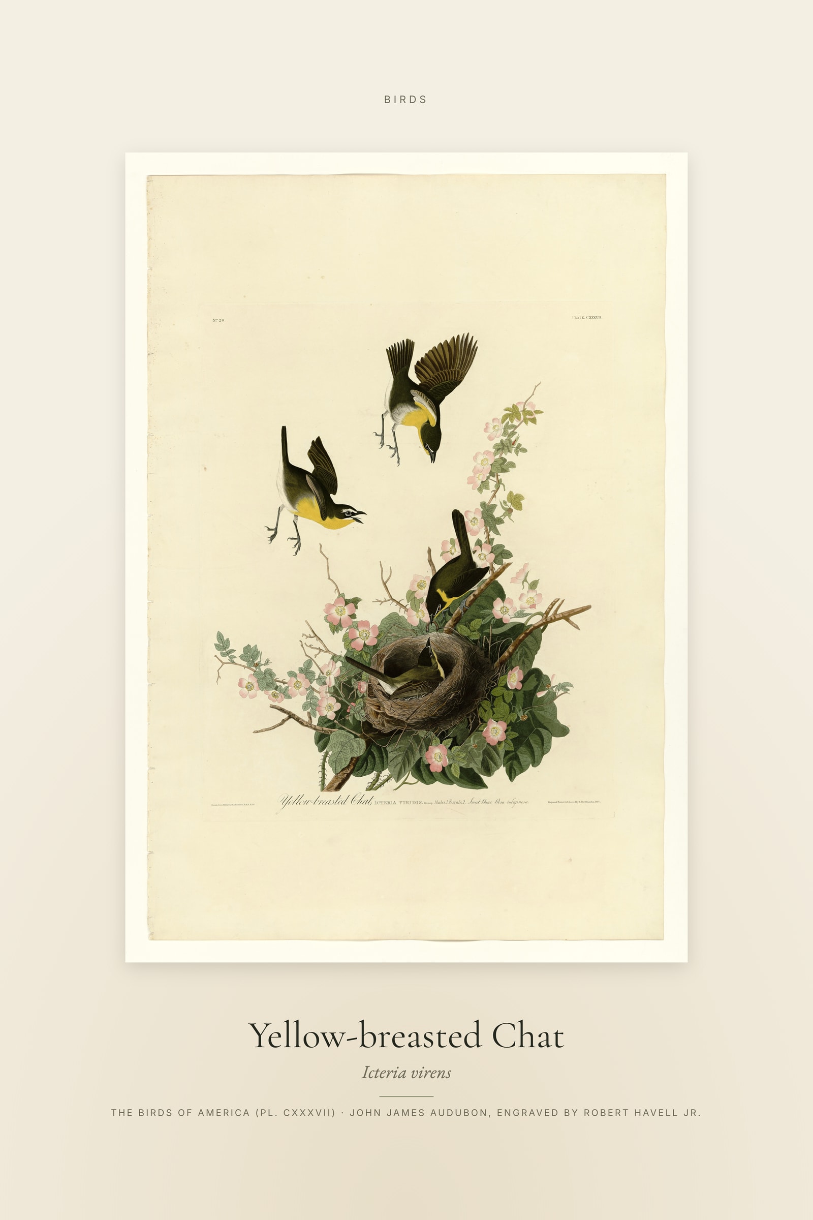 Yellow-breasted Chat — Specimen