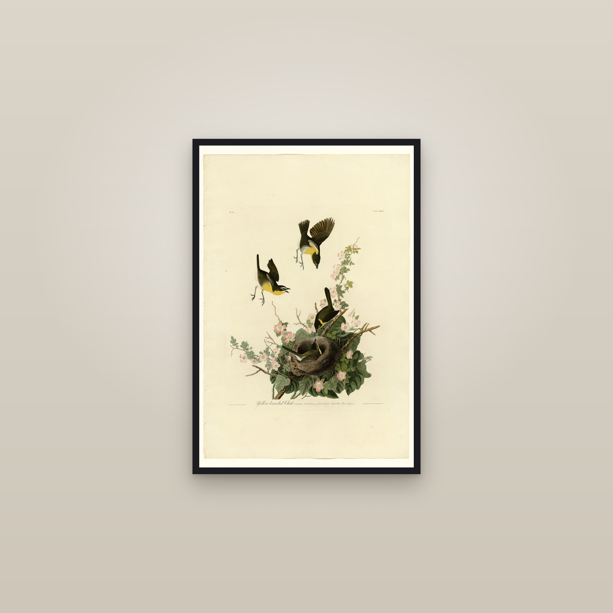 Yellow-breasted Chat — framed in a gallery setting