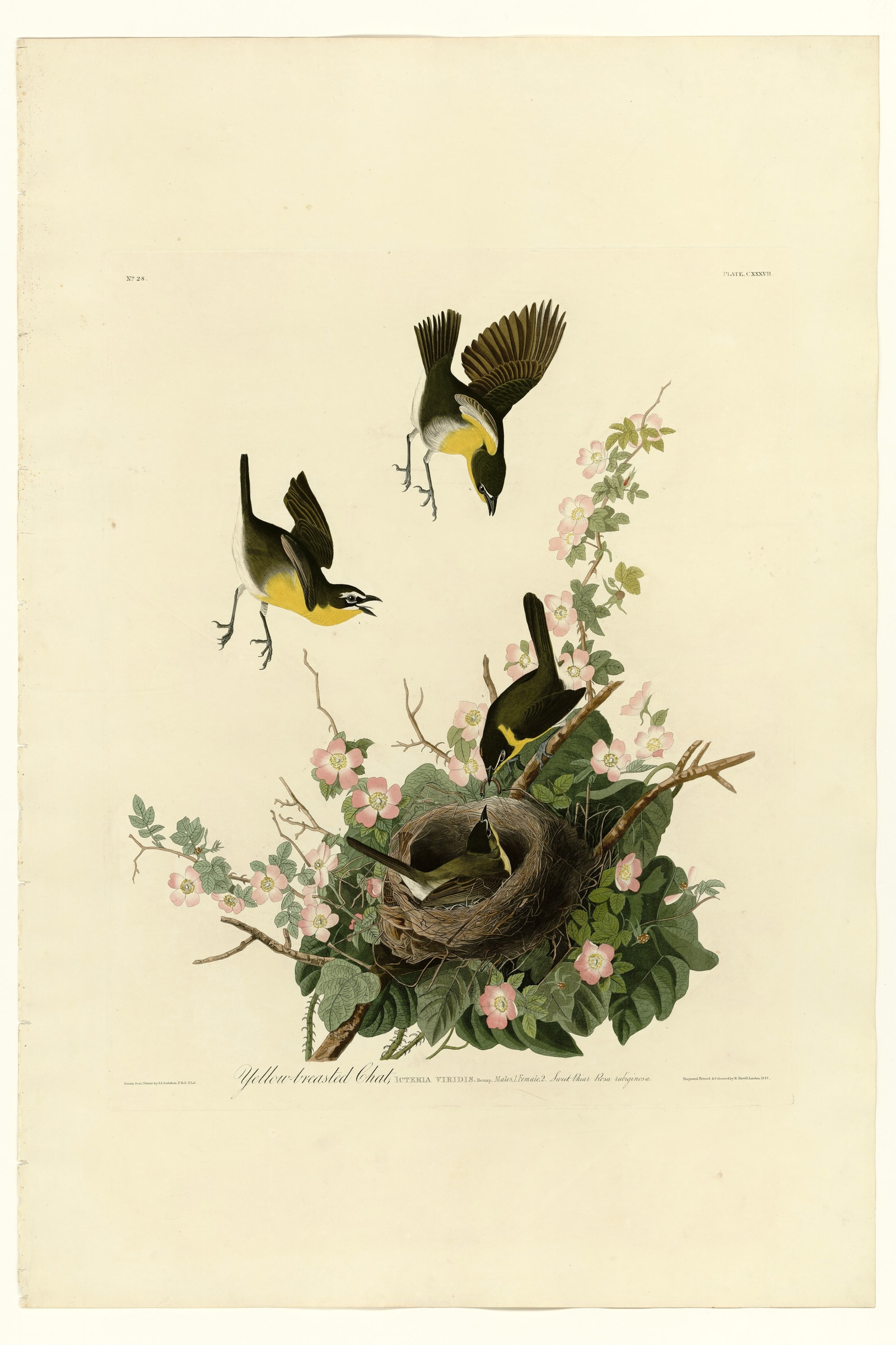 Yellow-breasted Chat