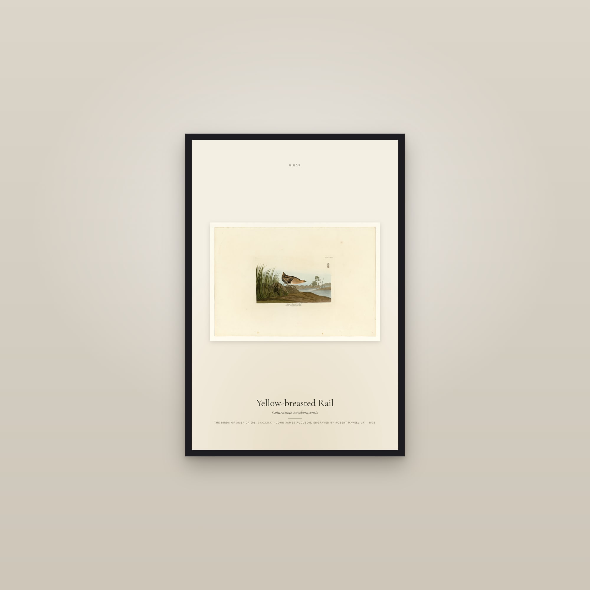 Yellow-breasted Rail — framed in a gallery setting