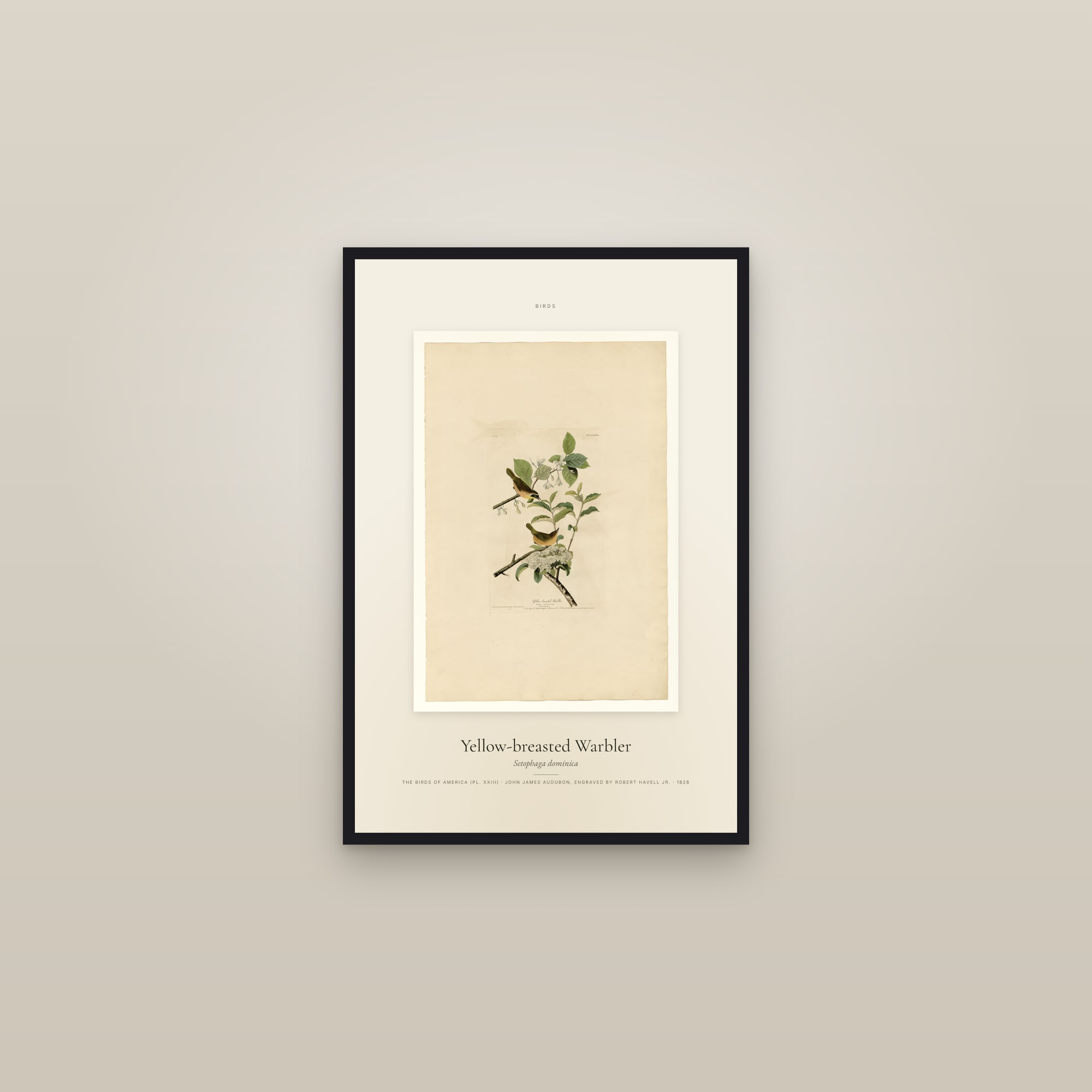 Yellow-breasted Warbler — Specimen — framed in a gallery setting