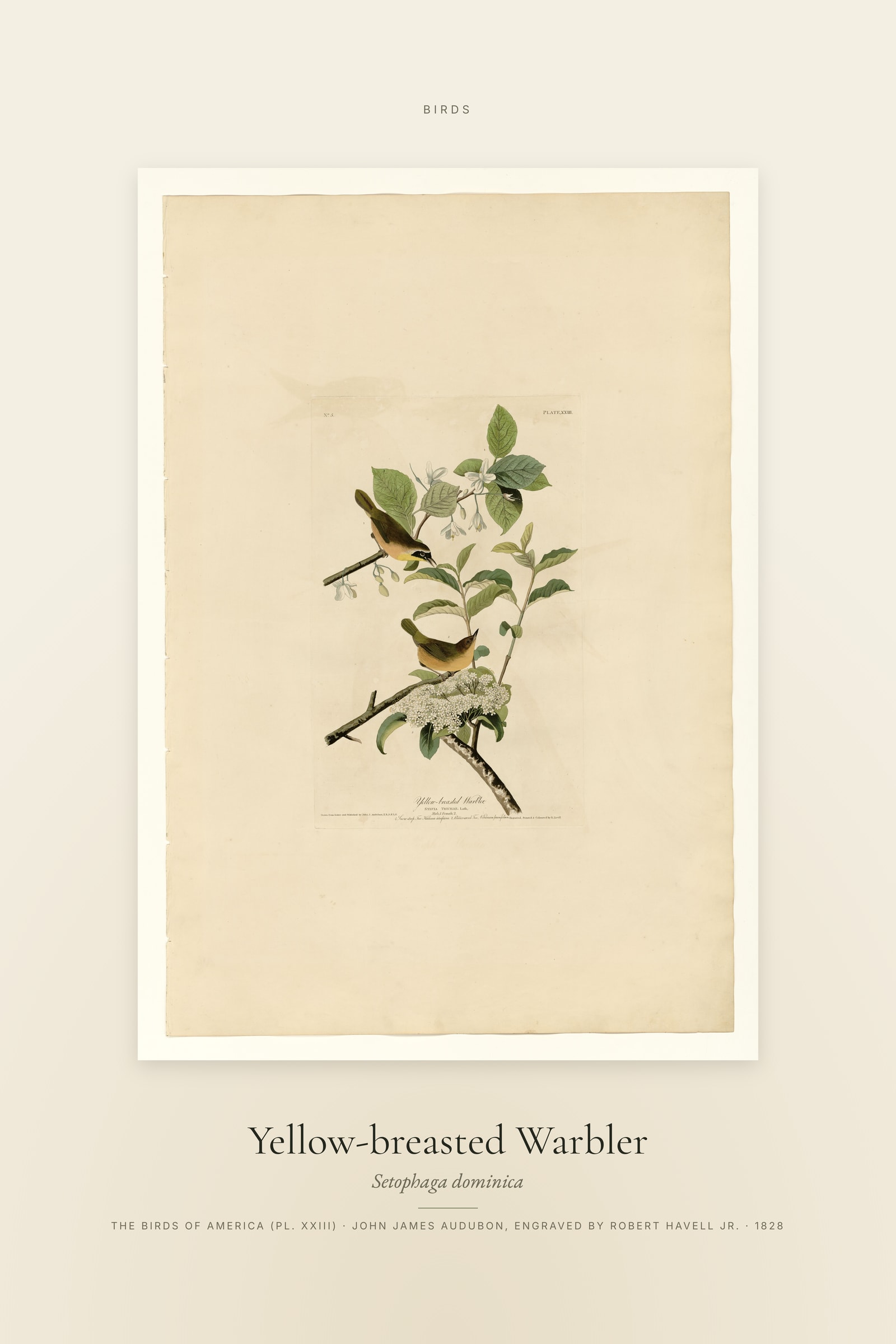 Yellow-breasted Warbler — Specimen