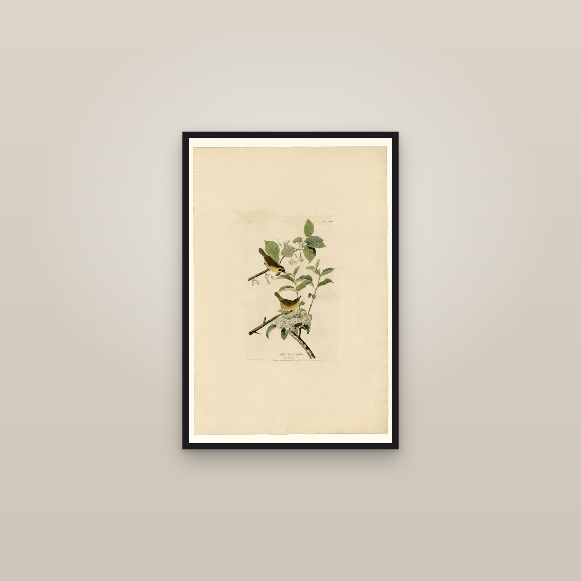 Yellow-breasted Warbler — framed in a gallery setting