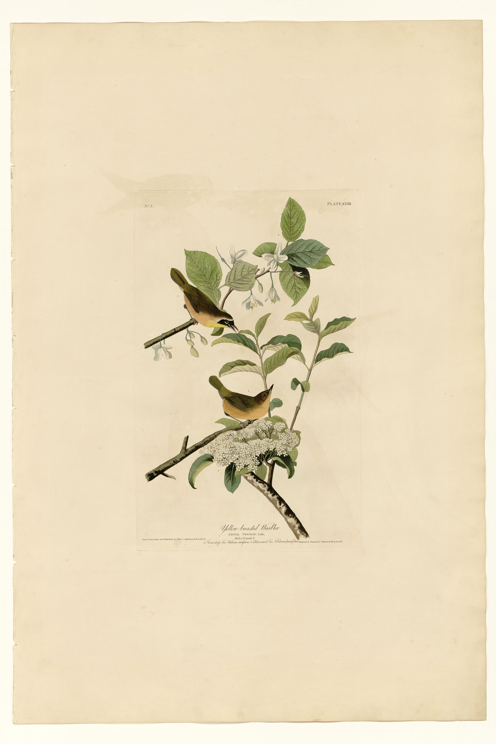 Yellow-breasted Warbler