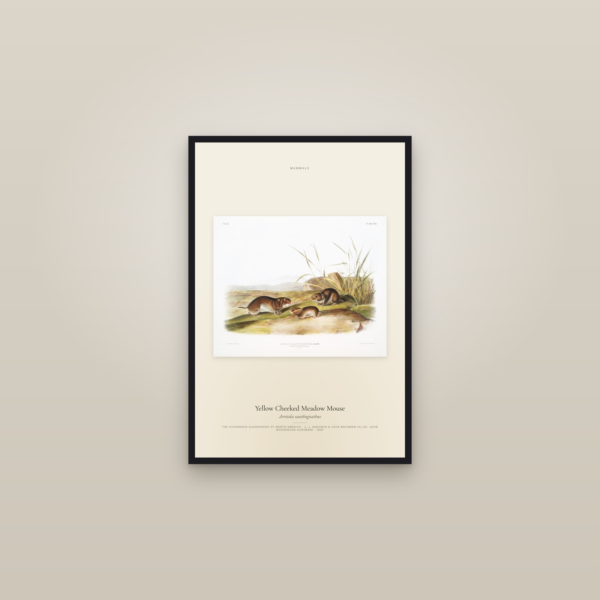 Yellow Cheeked Meadow Mouse — framed in a gallery setting