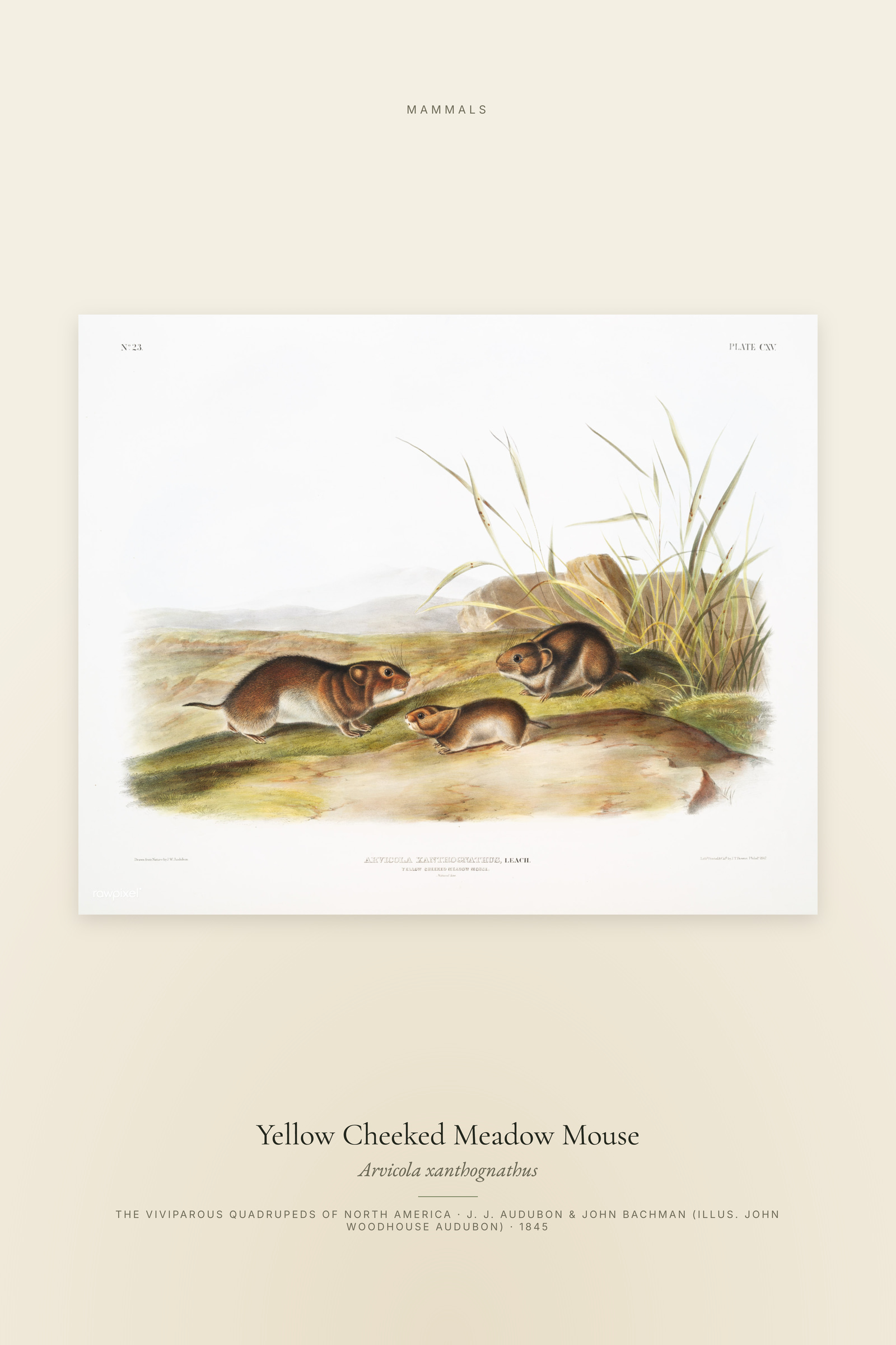 Yellow Cheeked Meadow Mouse