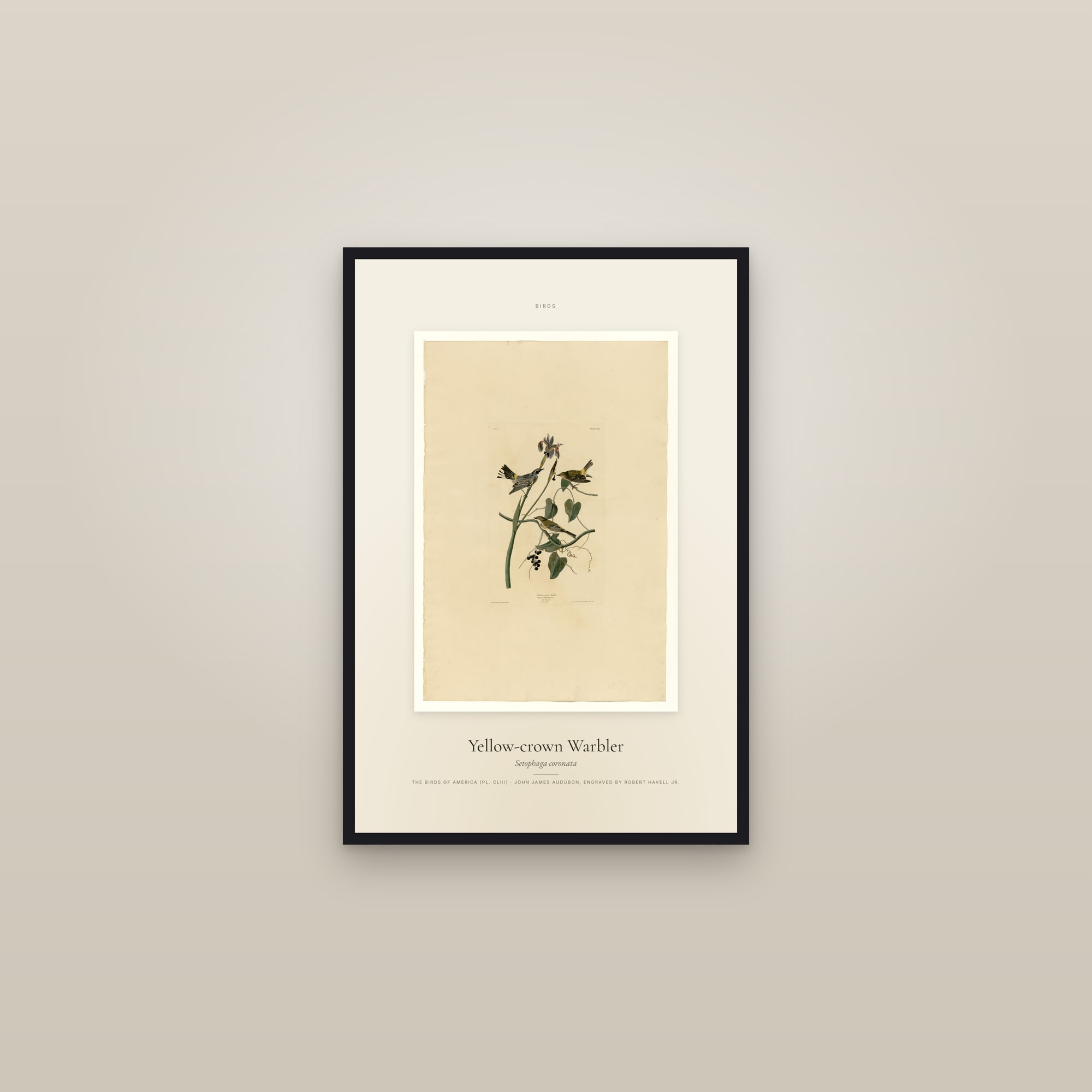 Yellow-crown Warbler — Specimen — framed in a gallery setting