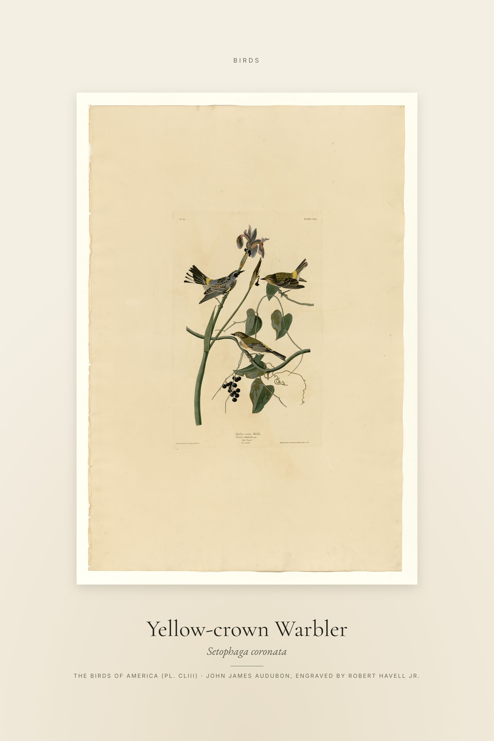 Yellow-crown Warbler — Specimen