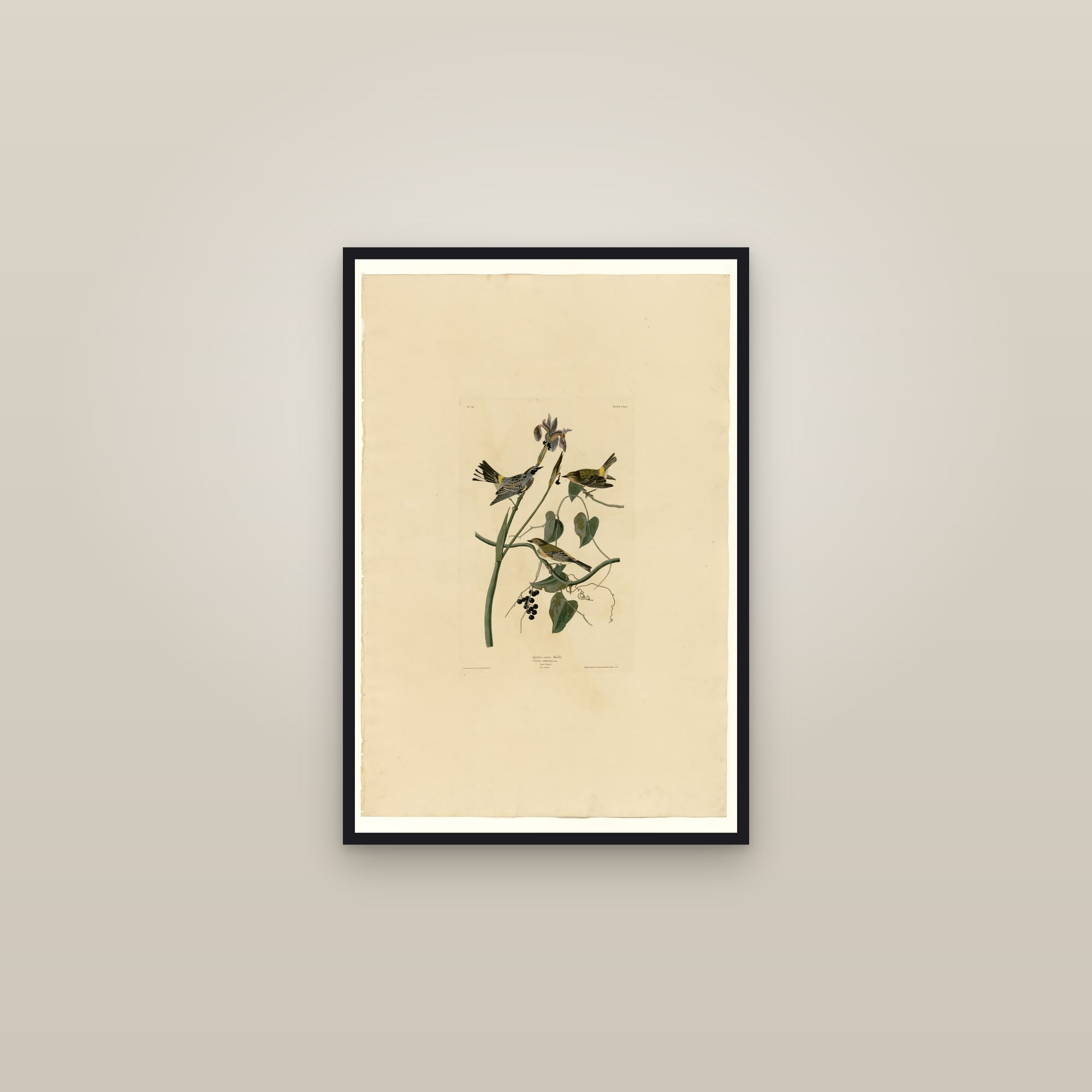Yellow-crown Warbler — framed in a gallery setting