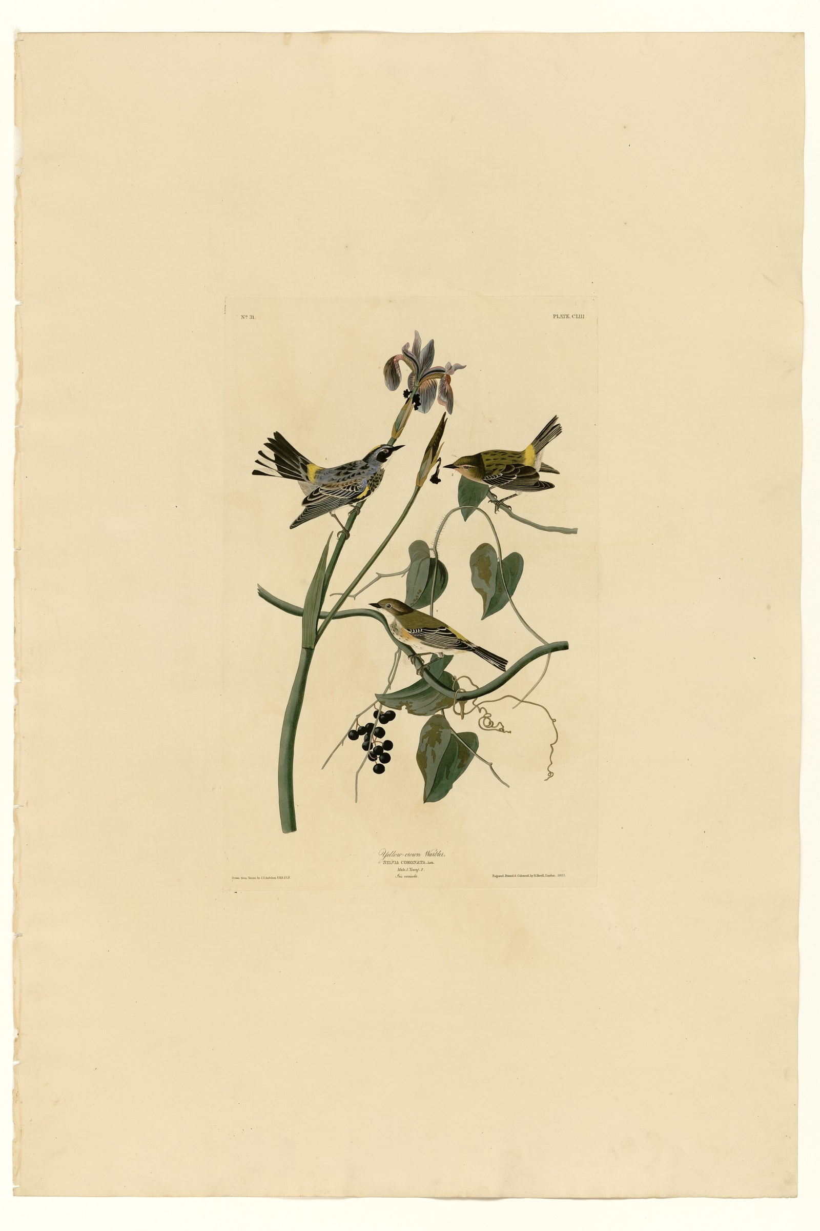 Yellow-crown Warbler