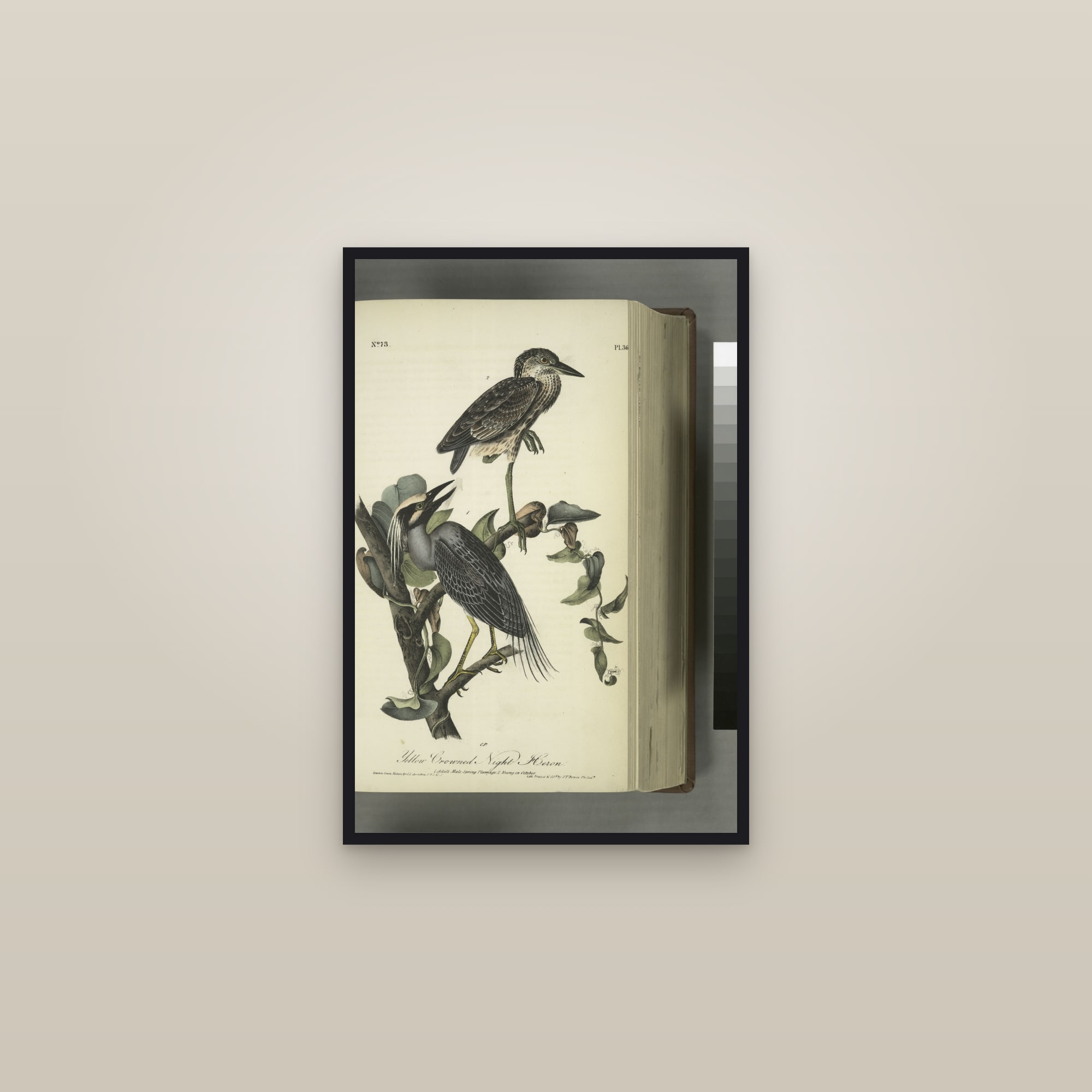 Yellow-crowned Night Heron — framed in a gallery setting