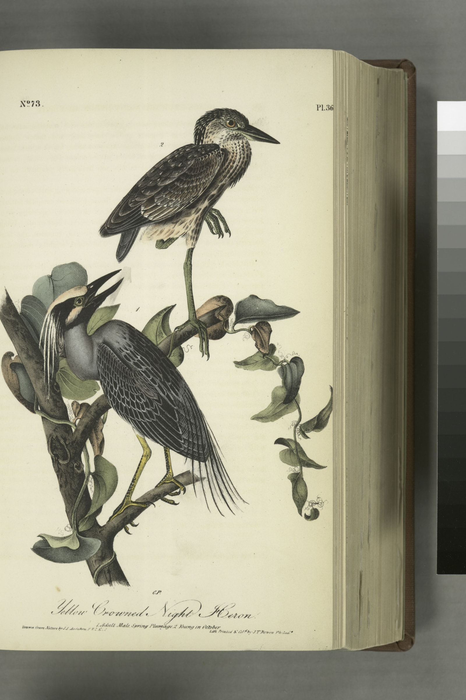 Yellow-crowned Night Heron