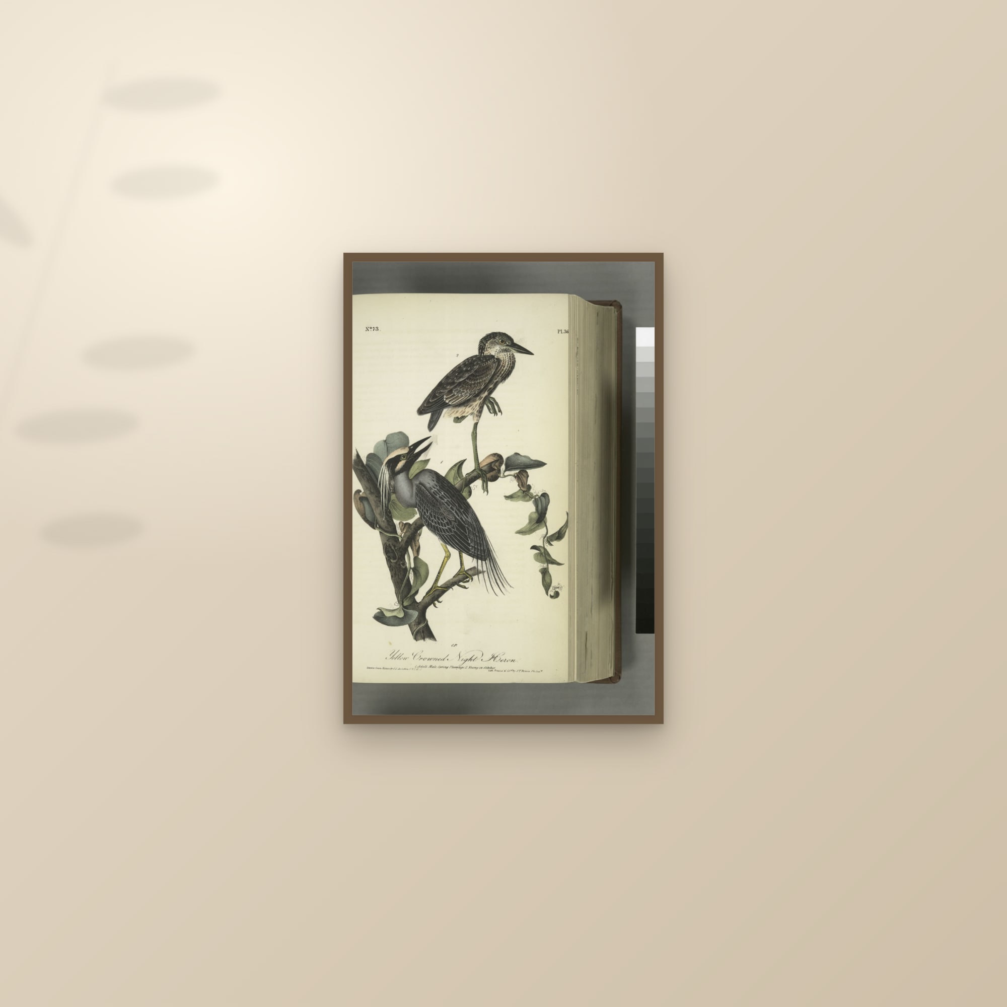 Yellow-crowned Night Heron — framed and styled on a sunlit wall