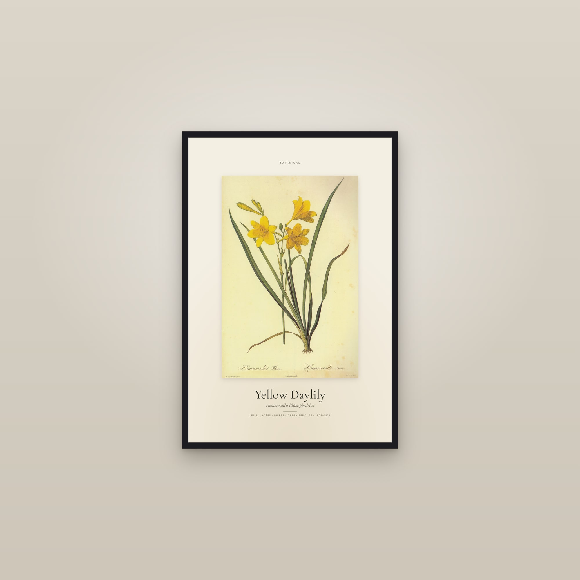 Yellow Daylily — Specimen — framed in a gallery setting