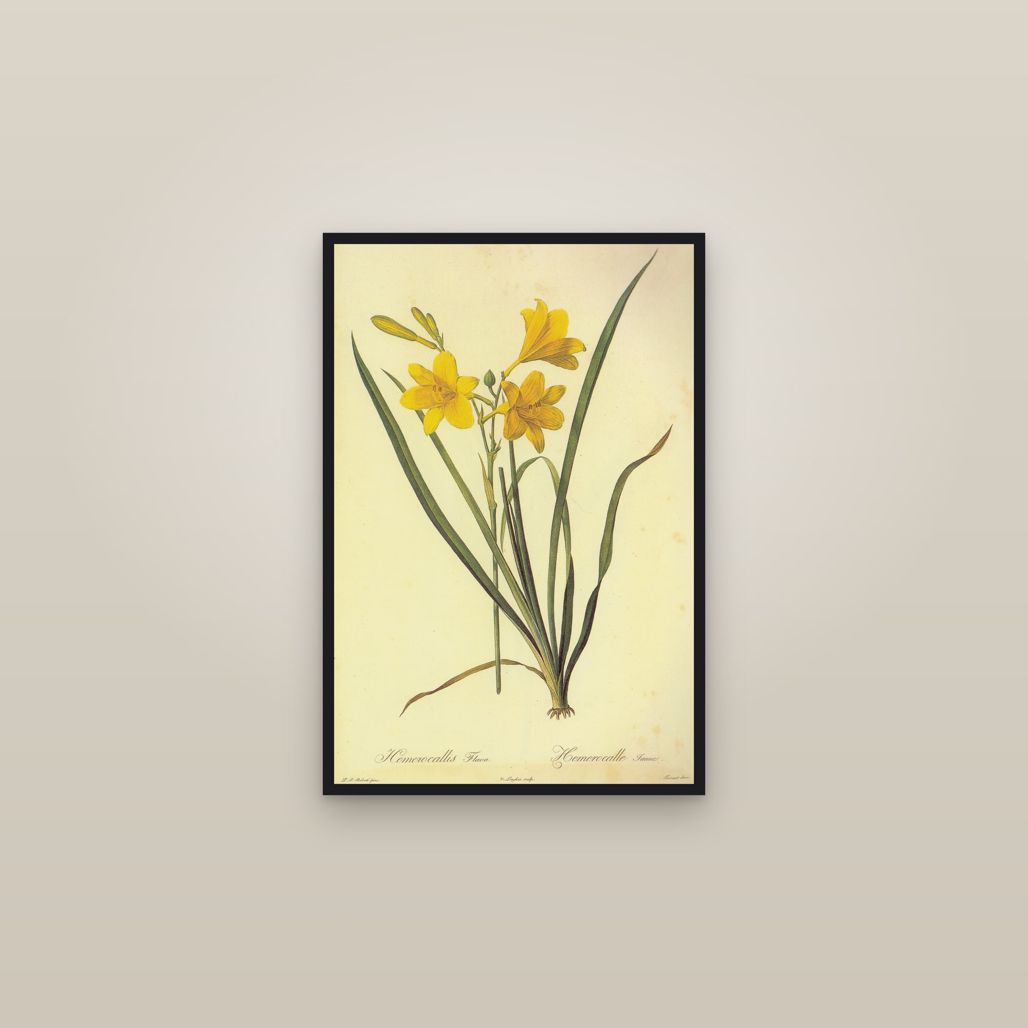 Yellow Daylily — framed in a gallery setting