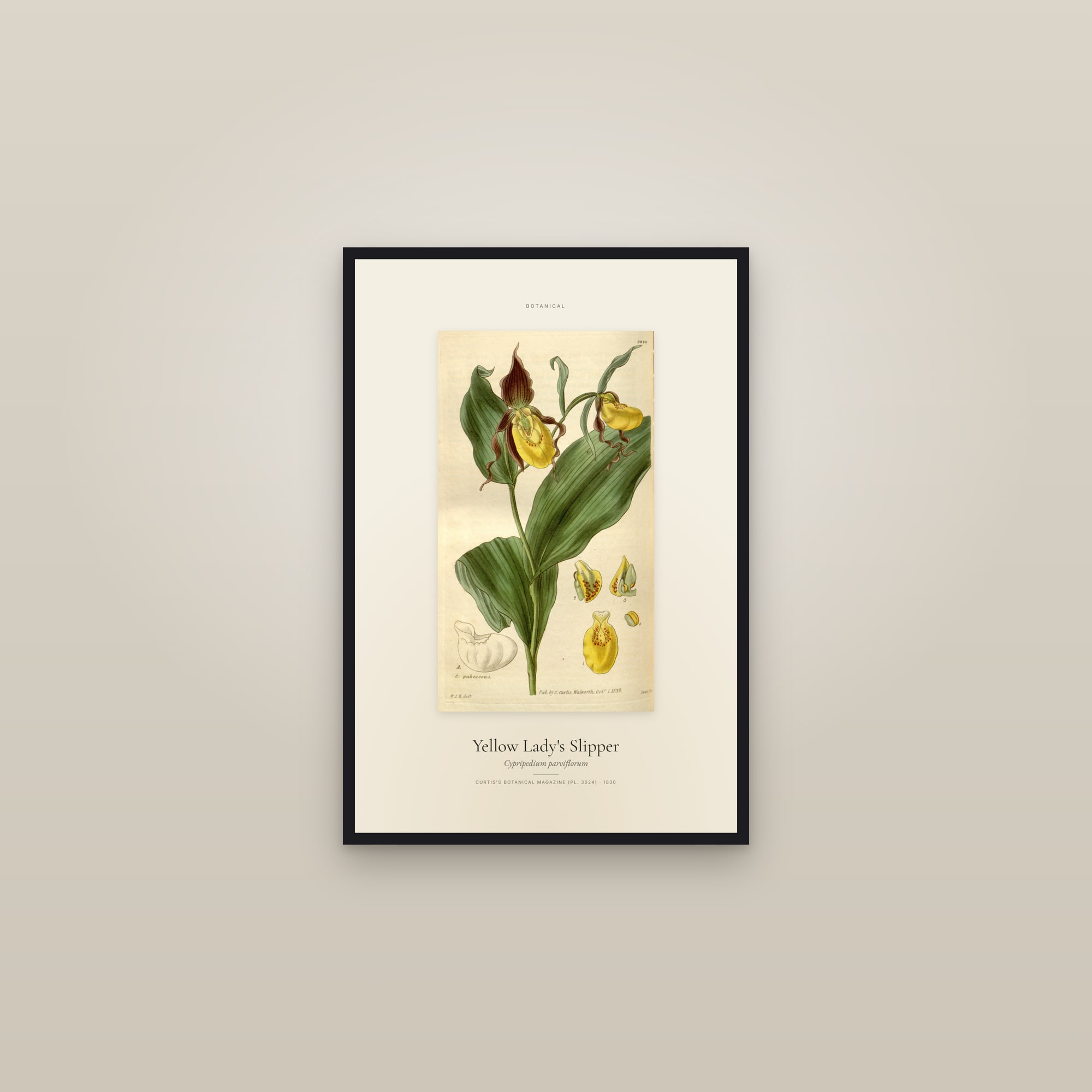 Yellow Lady's Slipper — Specimen — framed in a gallery setting