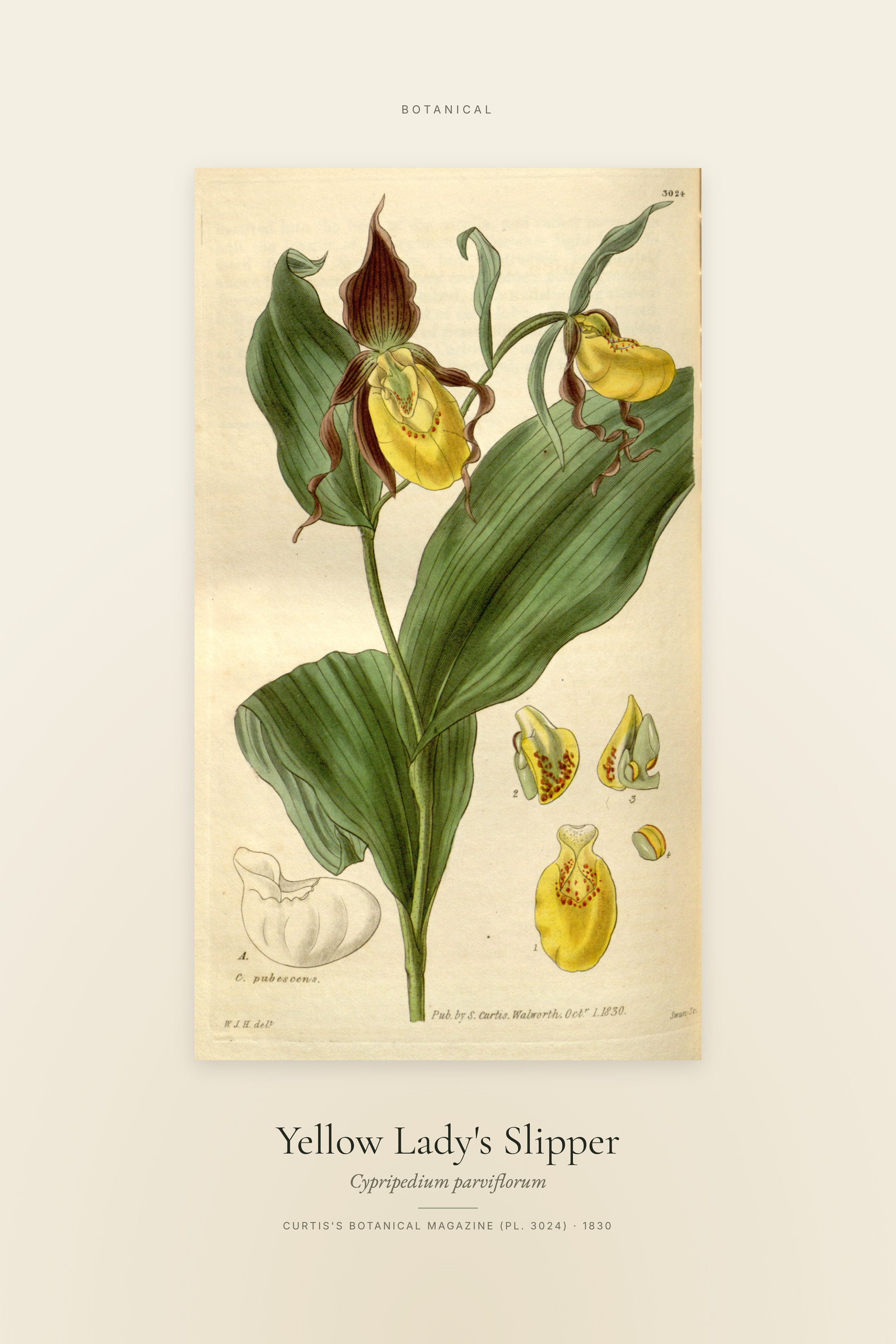 Yellow Lady's Slipper — Specimen