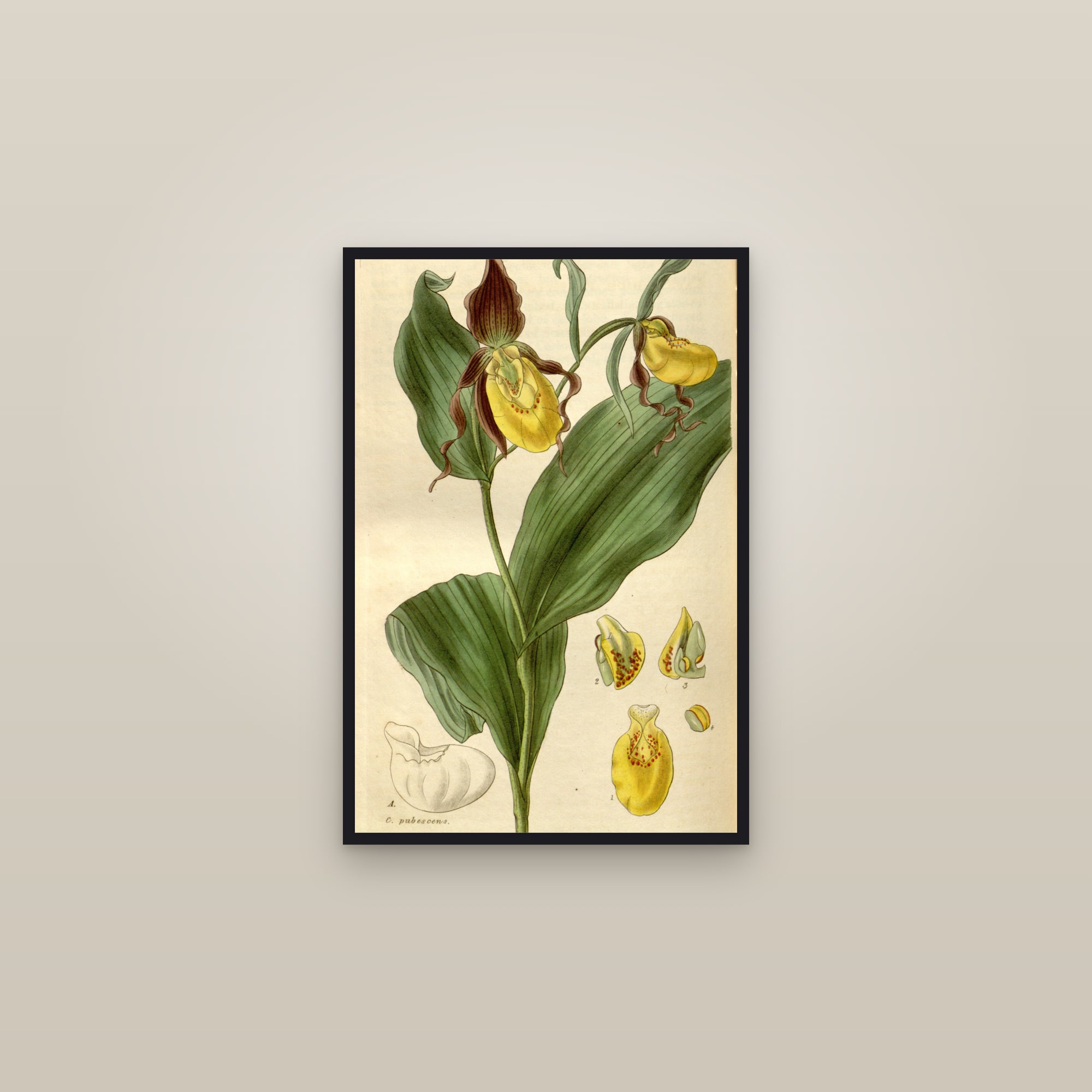 Yellow Lady's Slipper — framed in a gallery setting