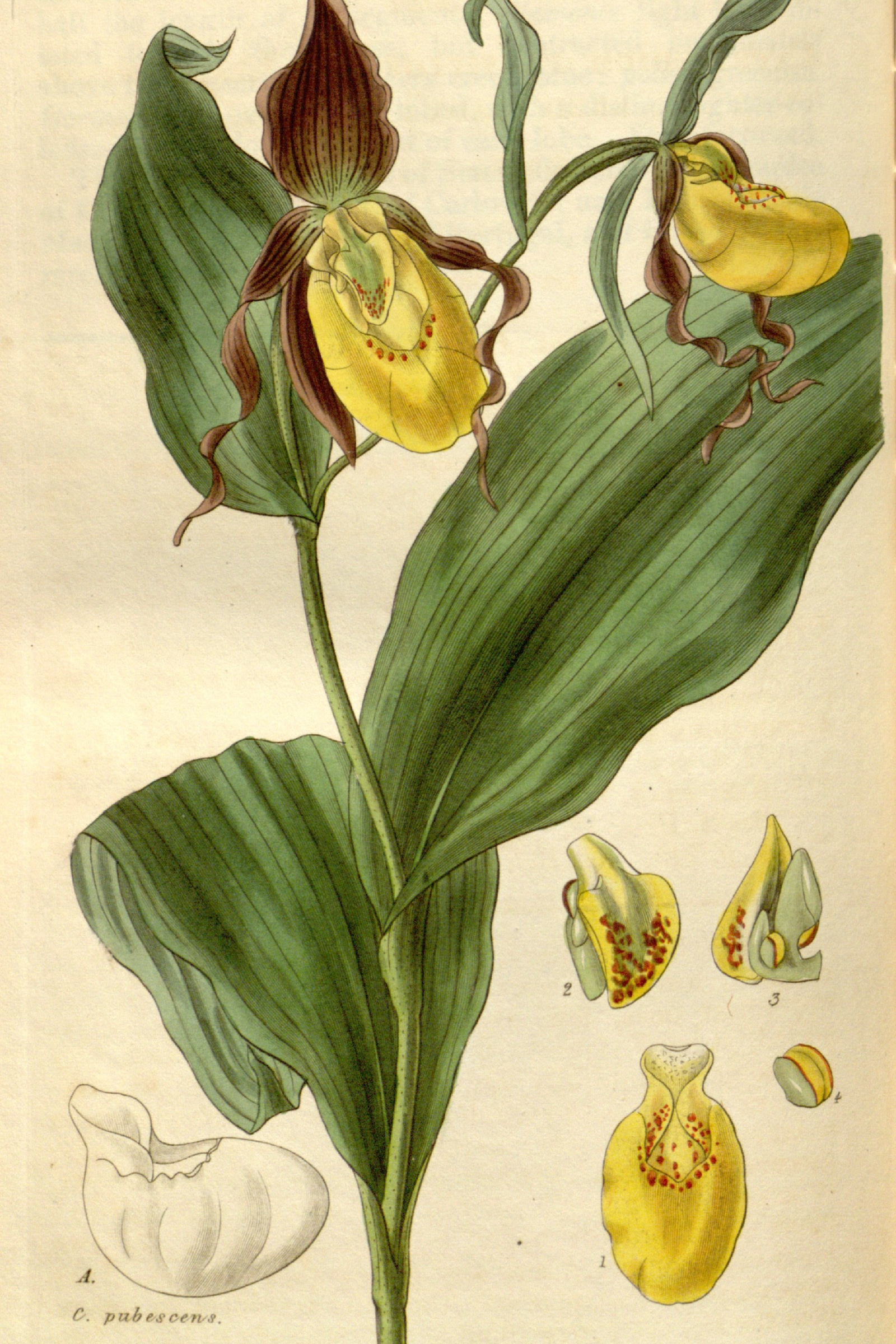 Yellow Lady's Slipper